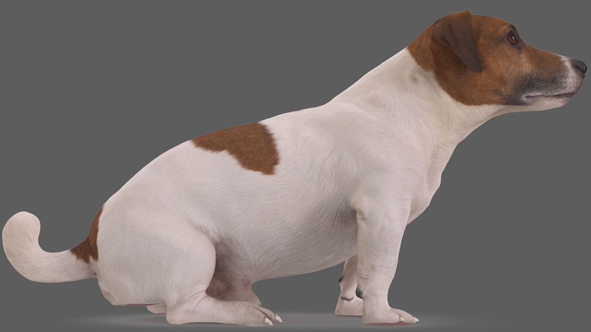 Jack Russell Sitting Low-poly 3D model_2