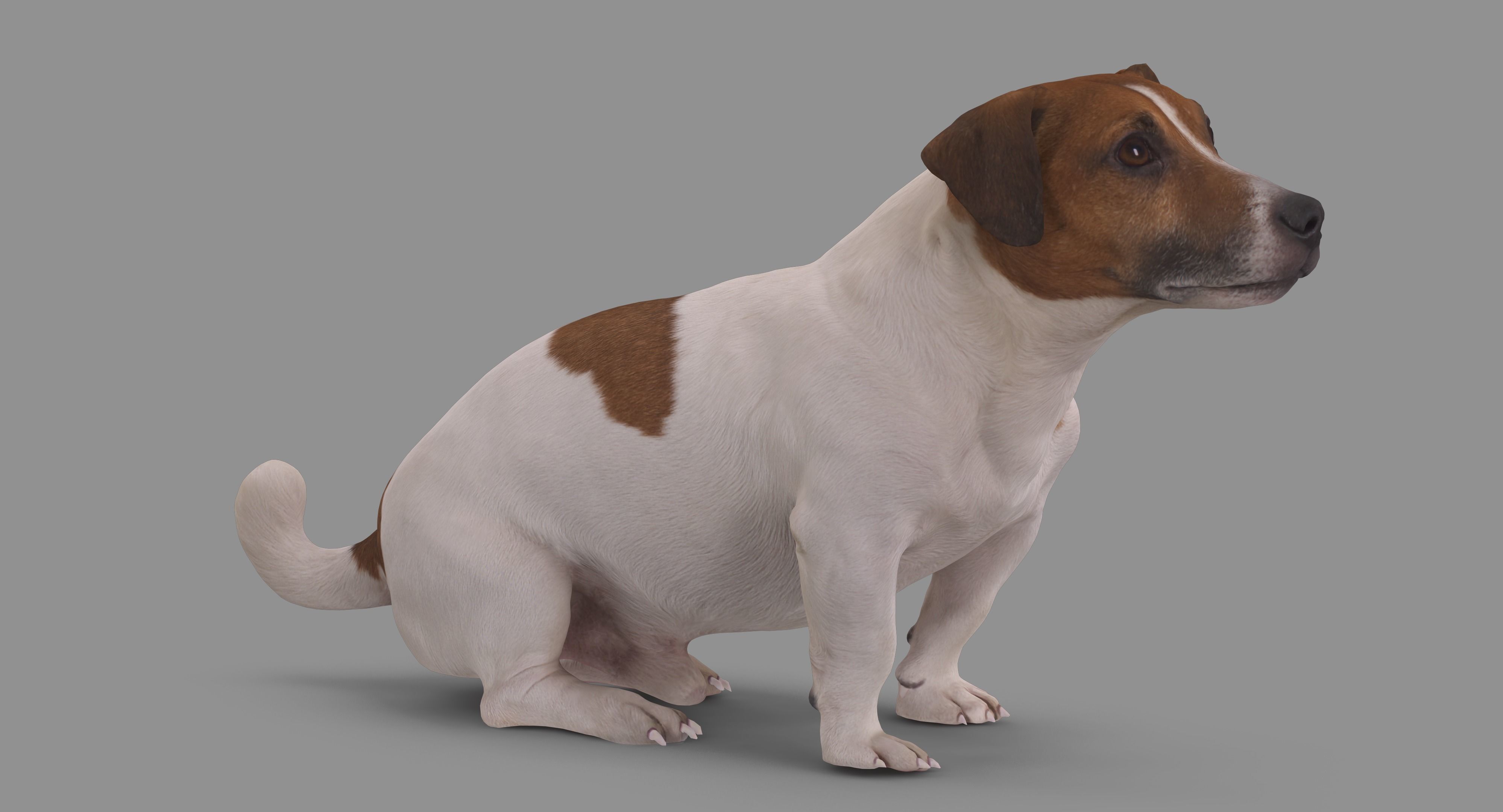 Jack Russell Sitting Low-poly 3D model_47