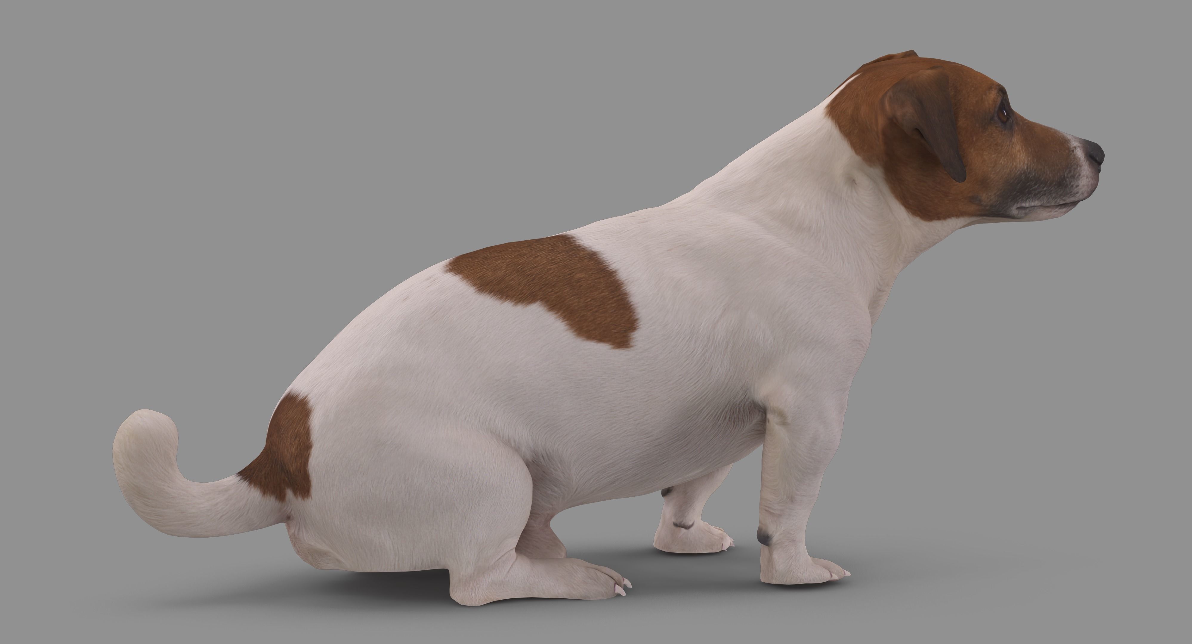 Jack Russell Sitting Low-poly 3D model_53