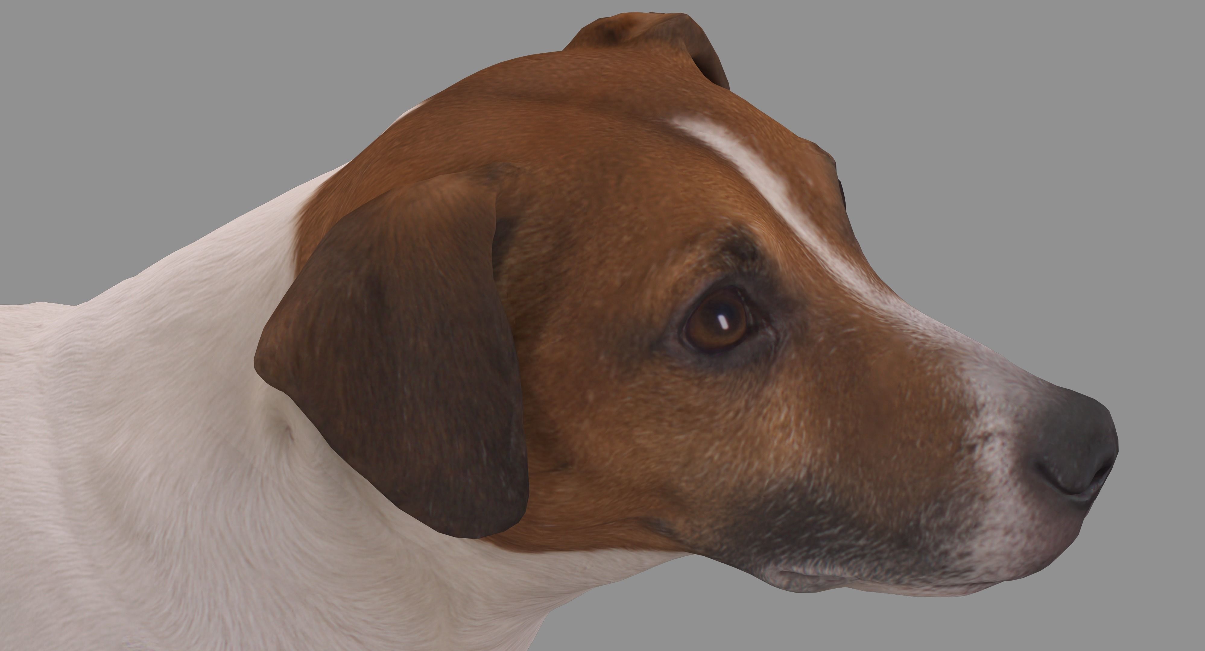 Jack Russell Sitting Low-poly 3D model_21