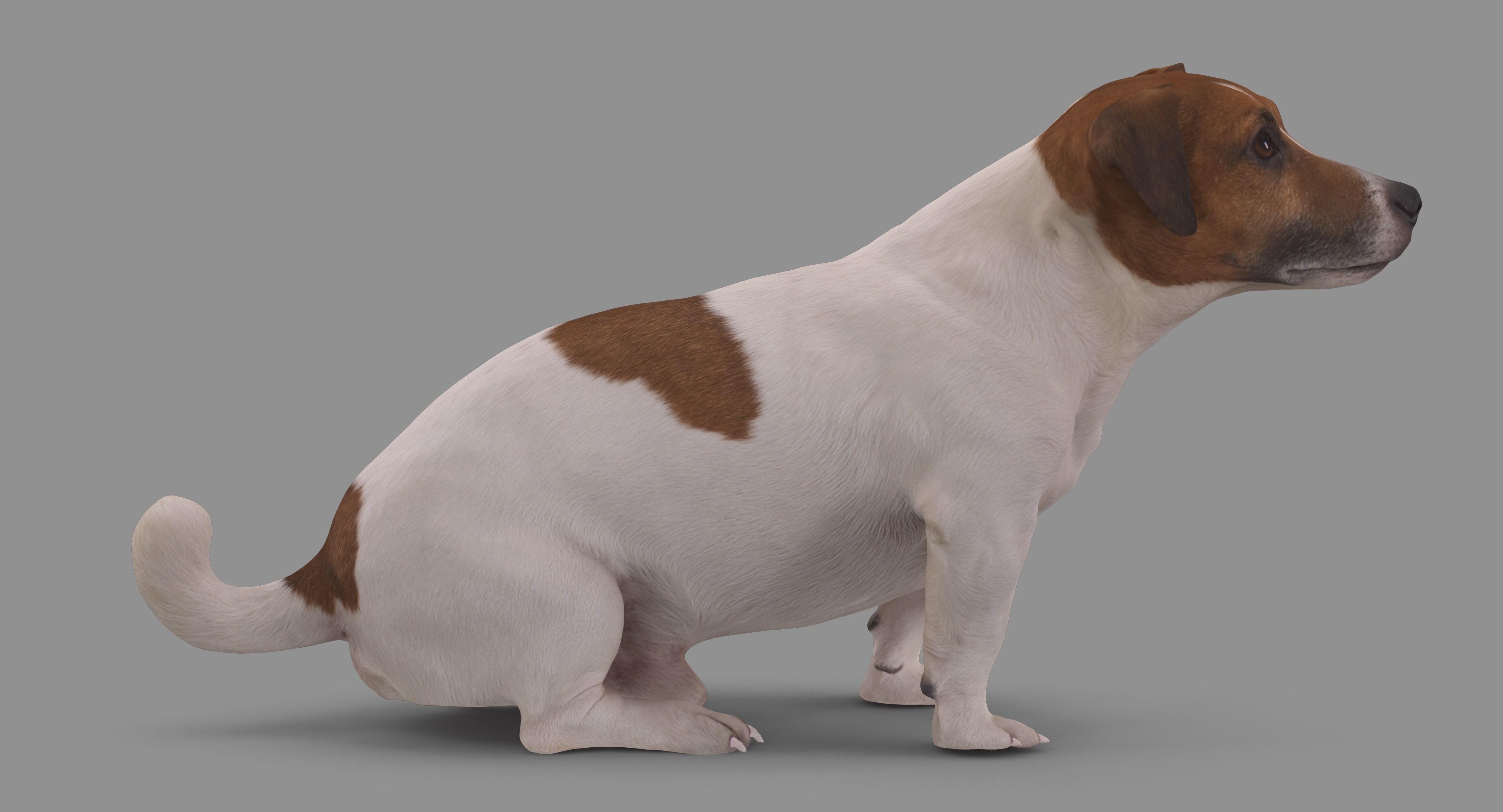 Jack Russell Sitting Low-poly 3D model_51