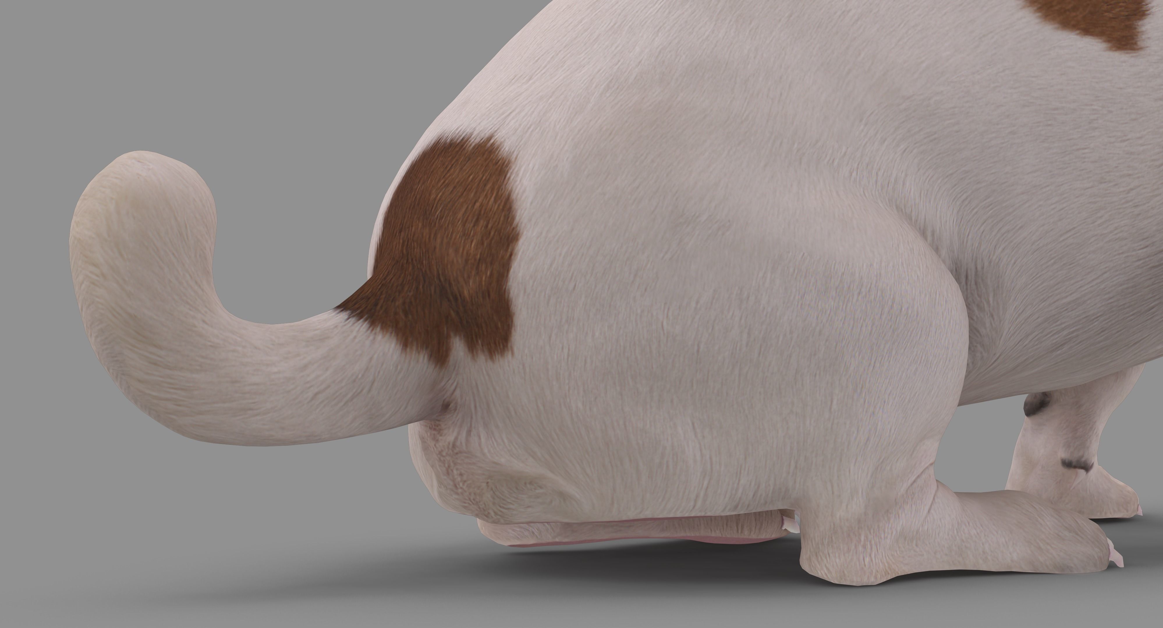 Jack Russell Sitting Low-poly 3D model_31