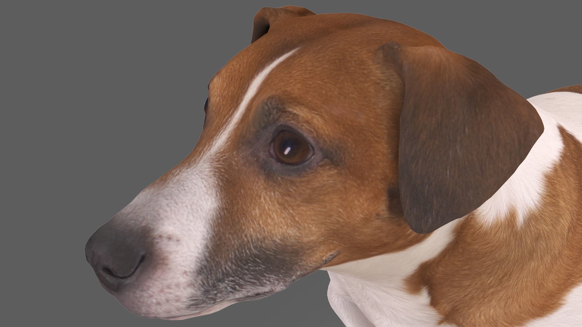 Jack Russell Sitting Low-poly 3D model_5