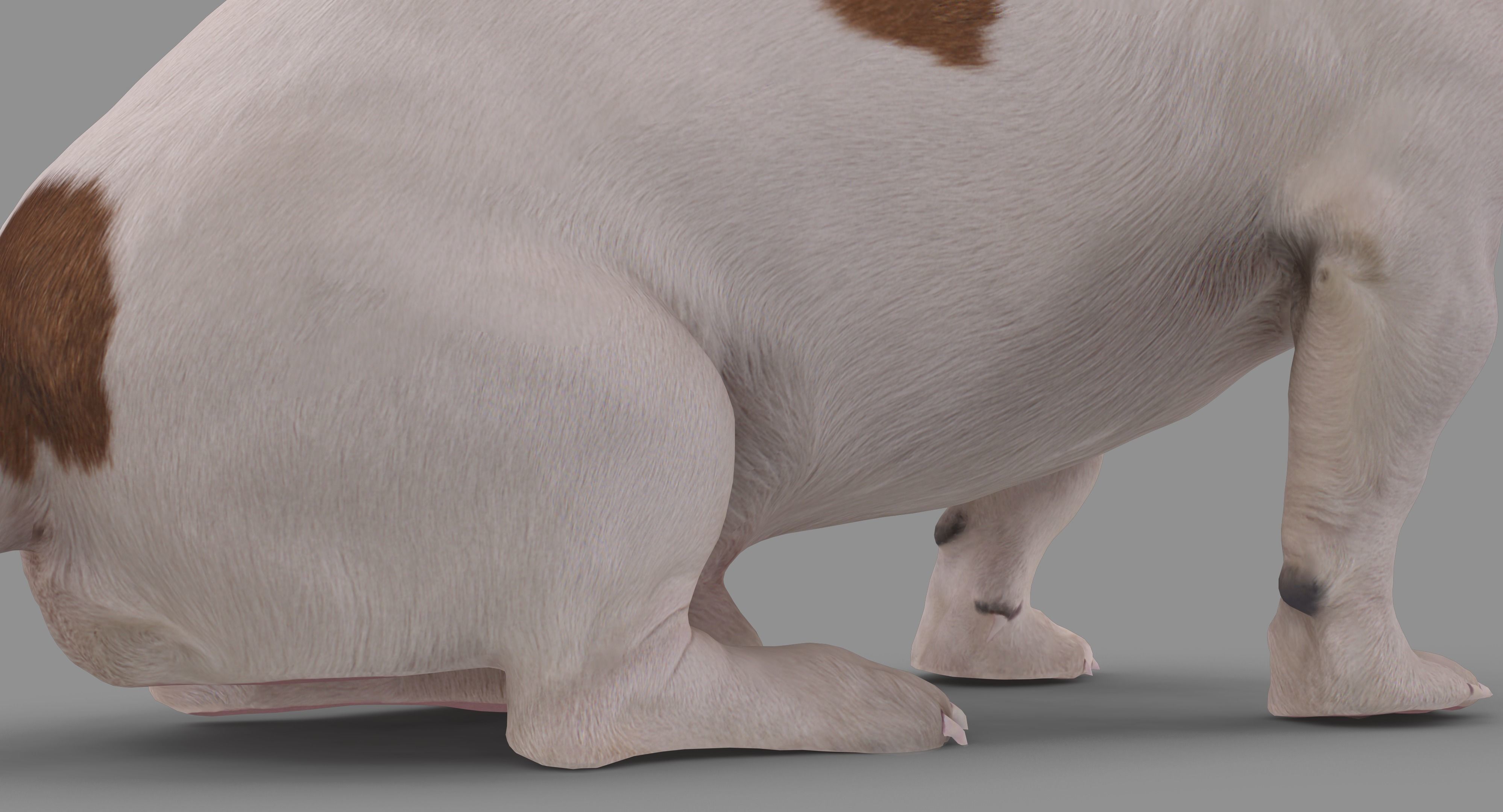 Jack Russell Sitting Low-poly 3D model_27