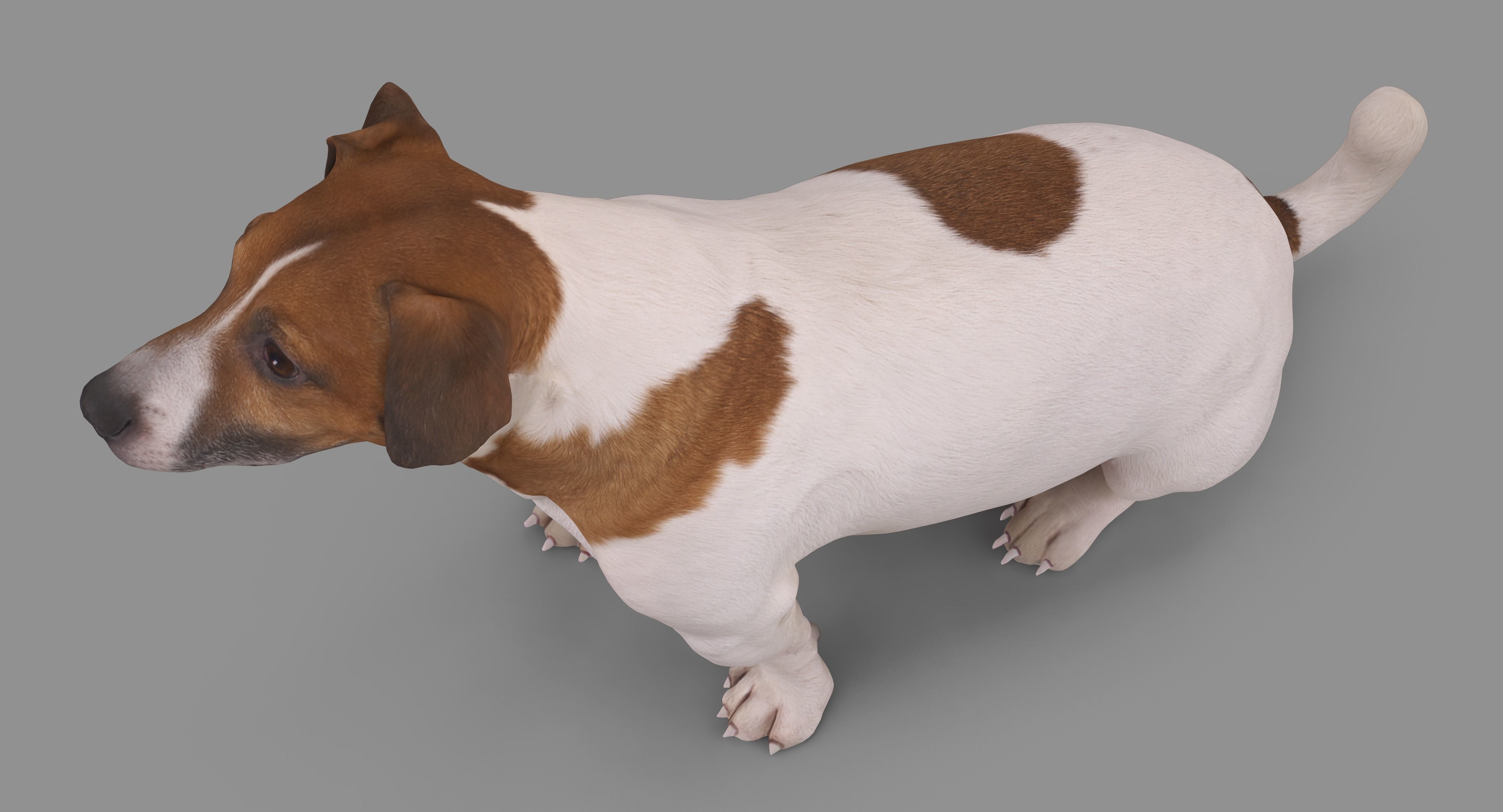 Jack Russell Sitting Low-poly 3D model_41