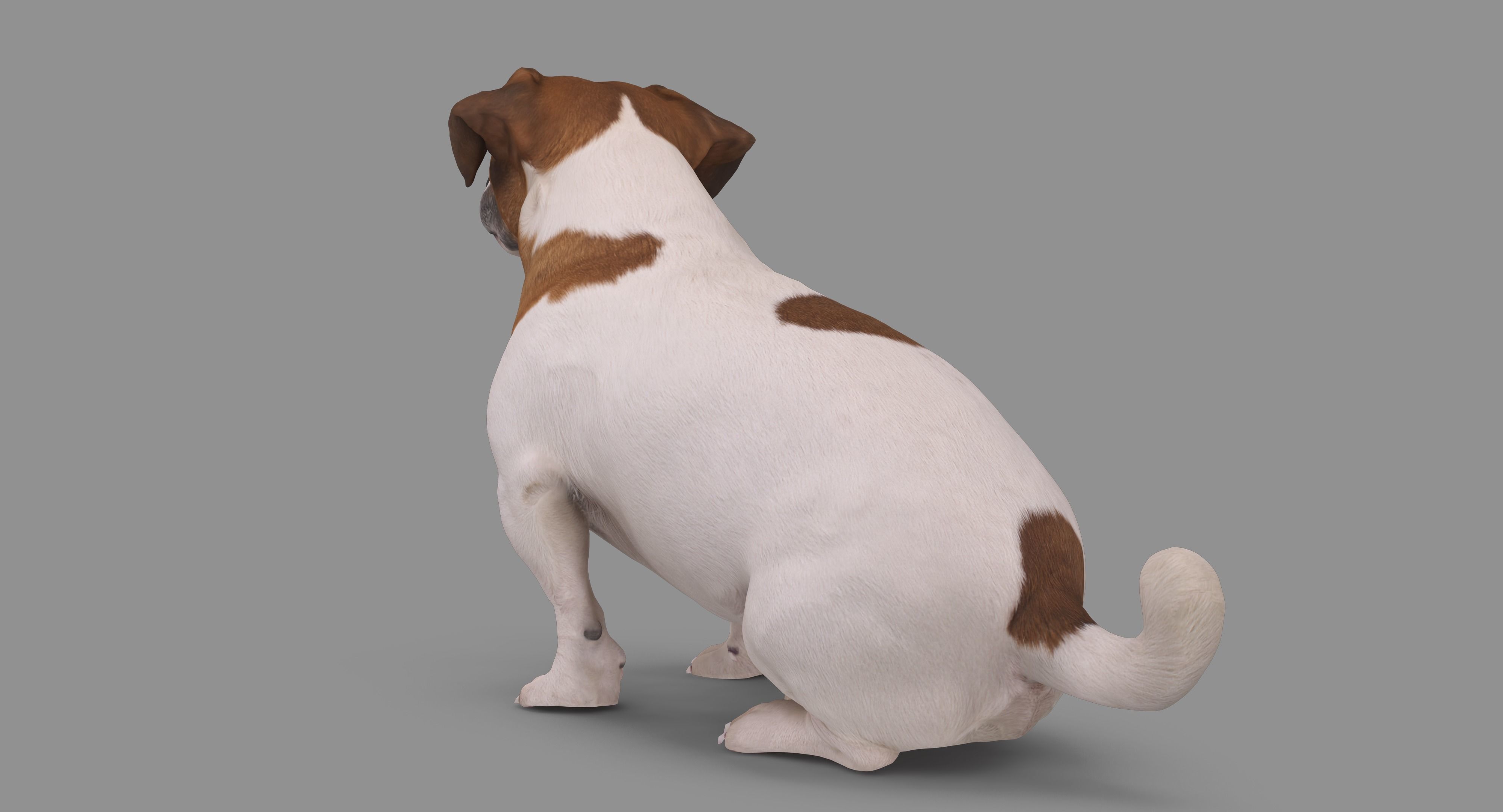 Jack Russell Sitting Low-poly 3D model_67