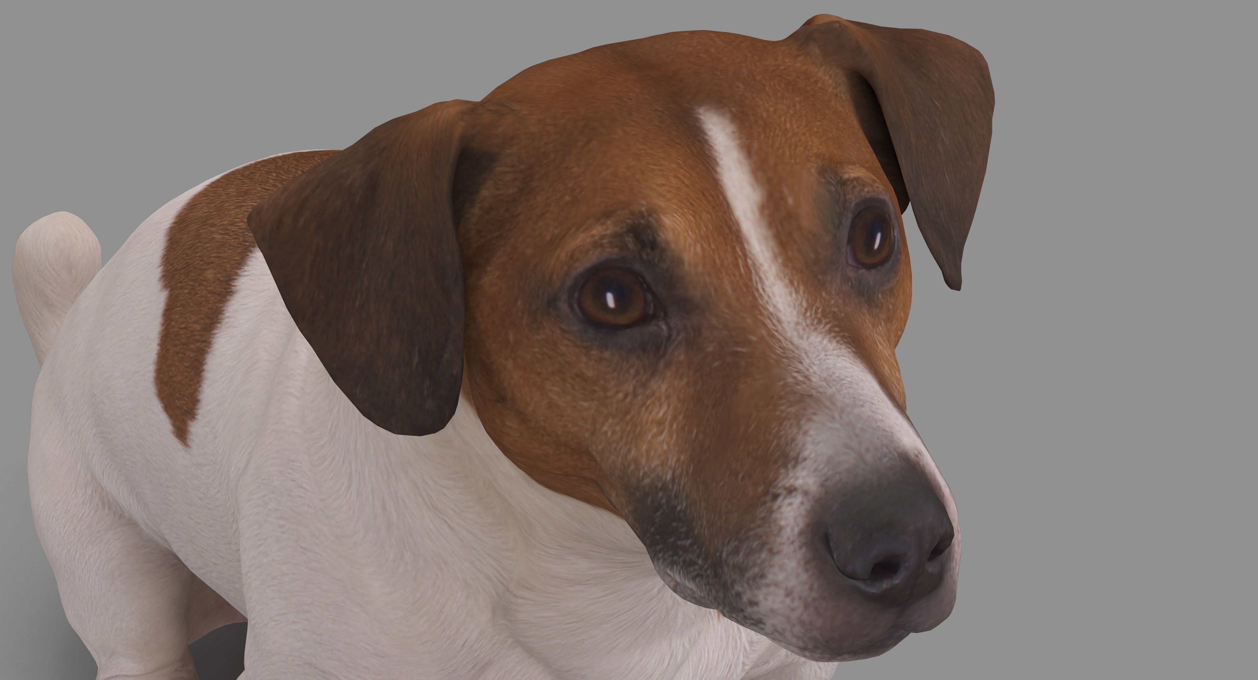 Jack Russell Sitting Low-poly 3D model_15