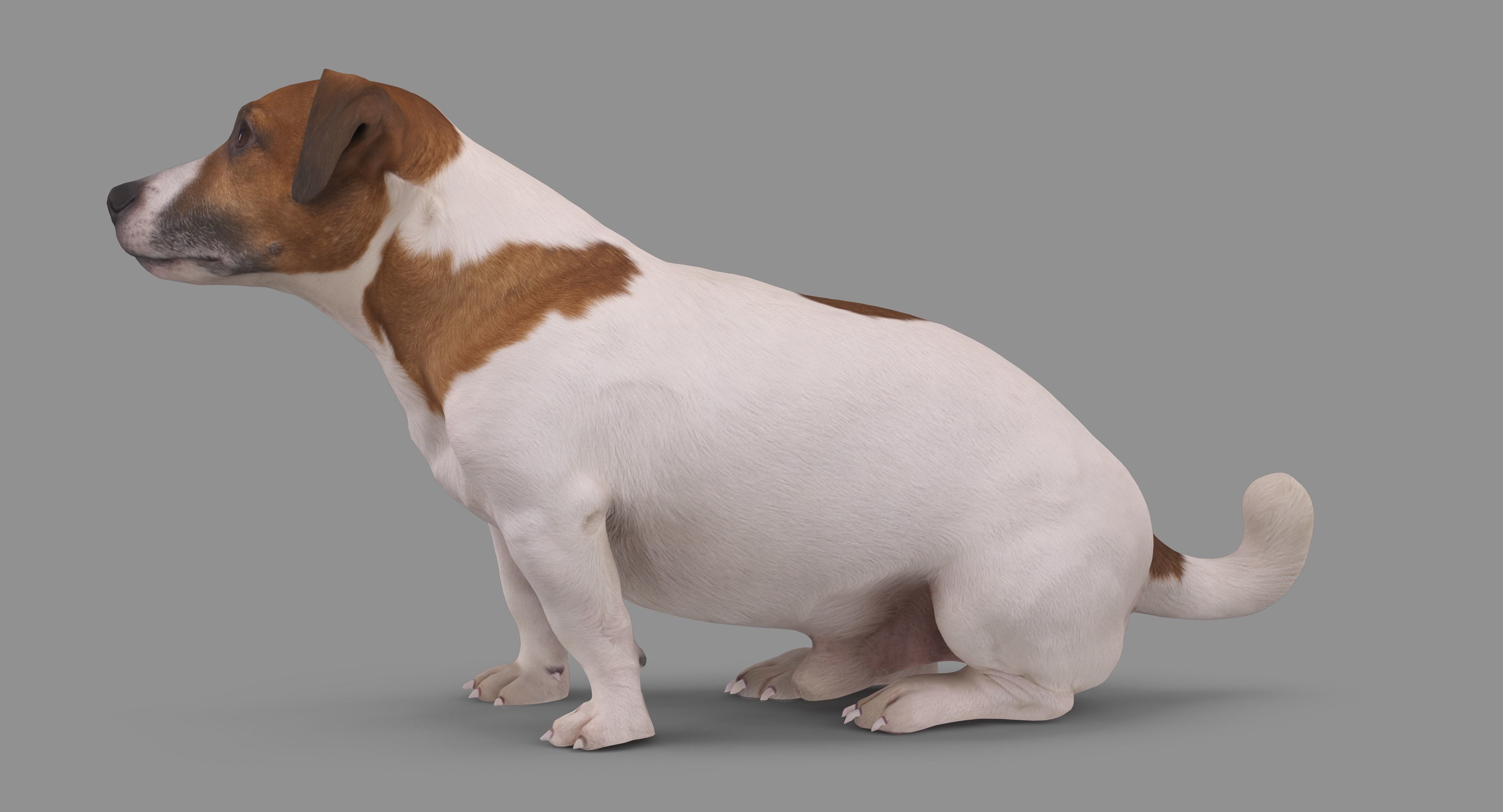 Jack Russell Sitting Low-poly 3D model_75