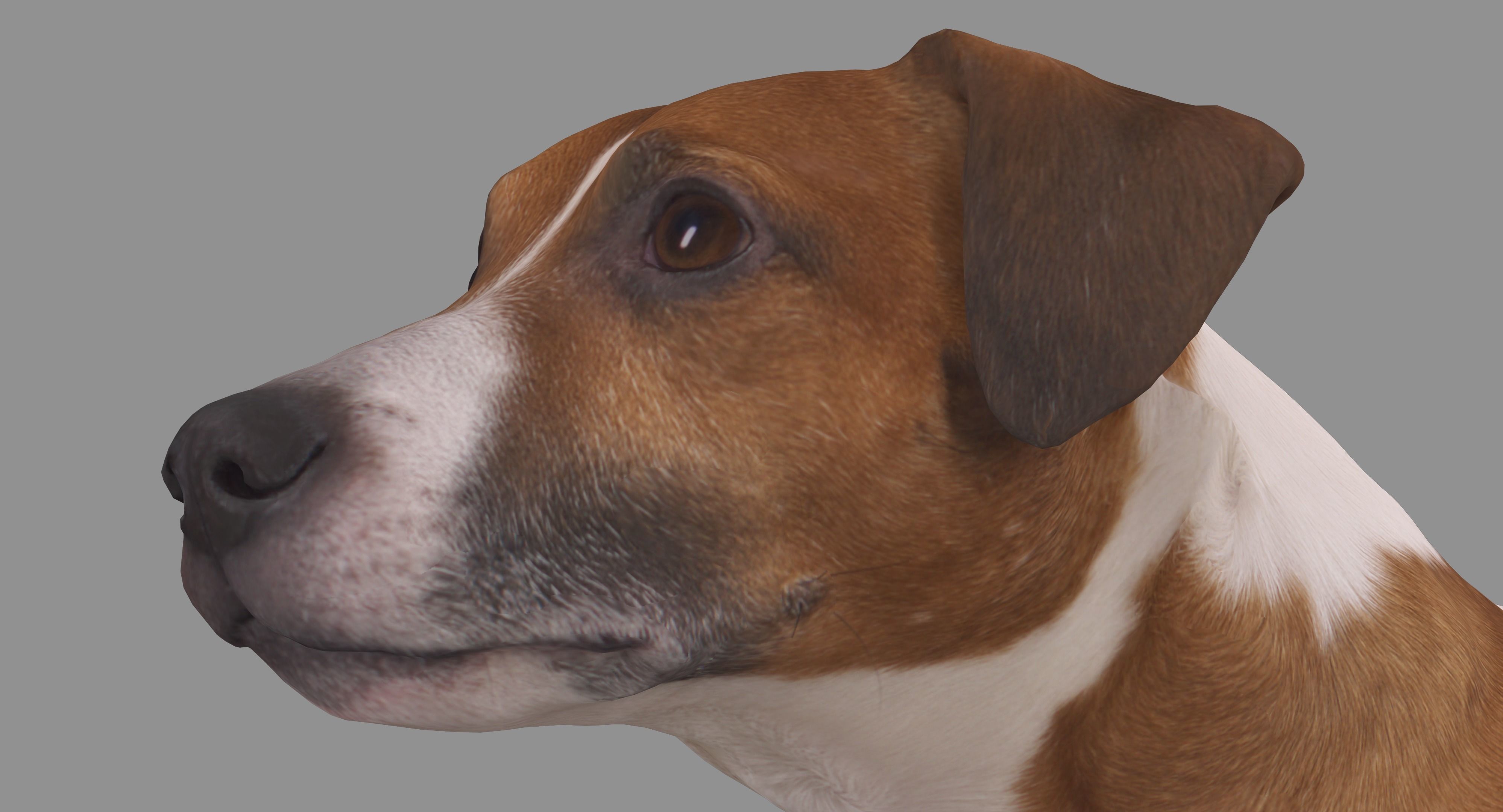 Jack Russell Sitting Low-poly 3D model_7