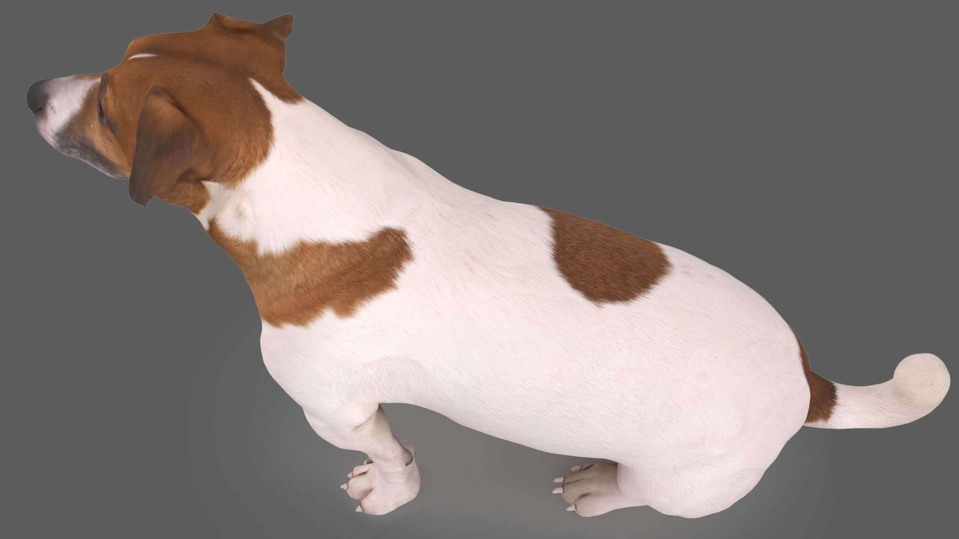Jack Russell Sitting Low-poly 3D model_3