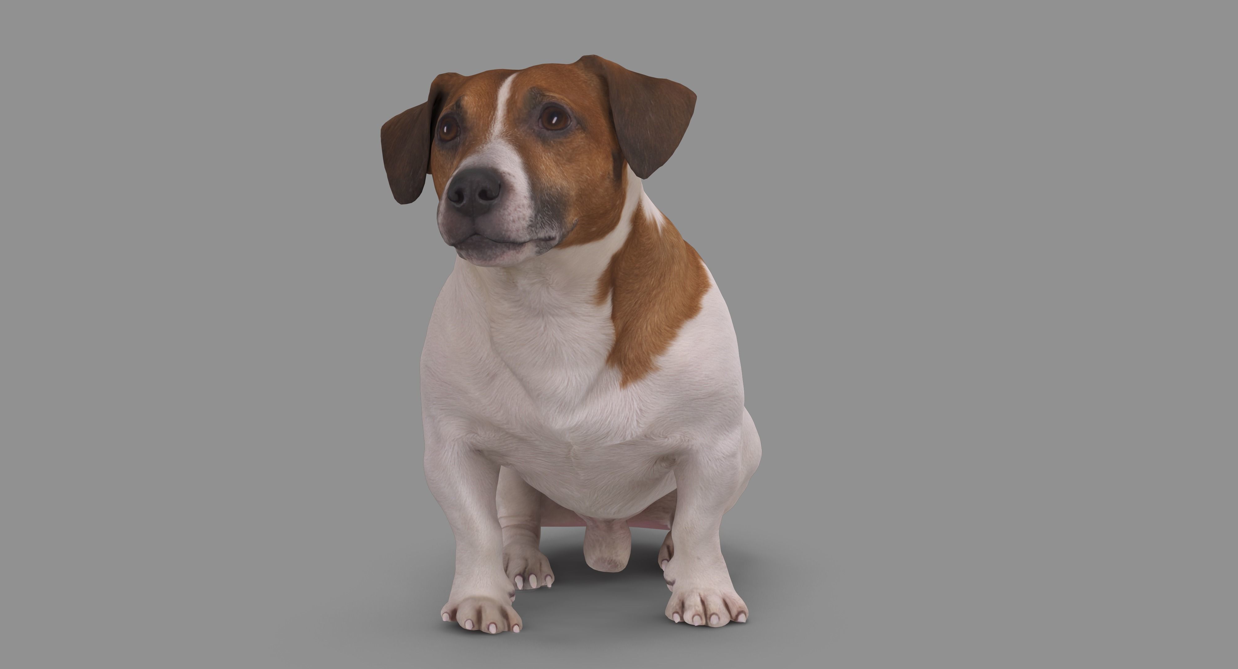 Jack Russell Sitting Low-poly 3D model_85