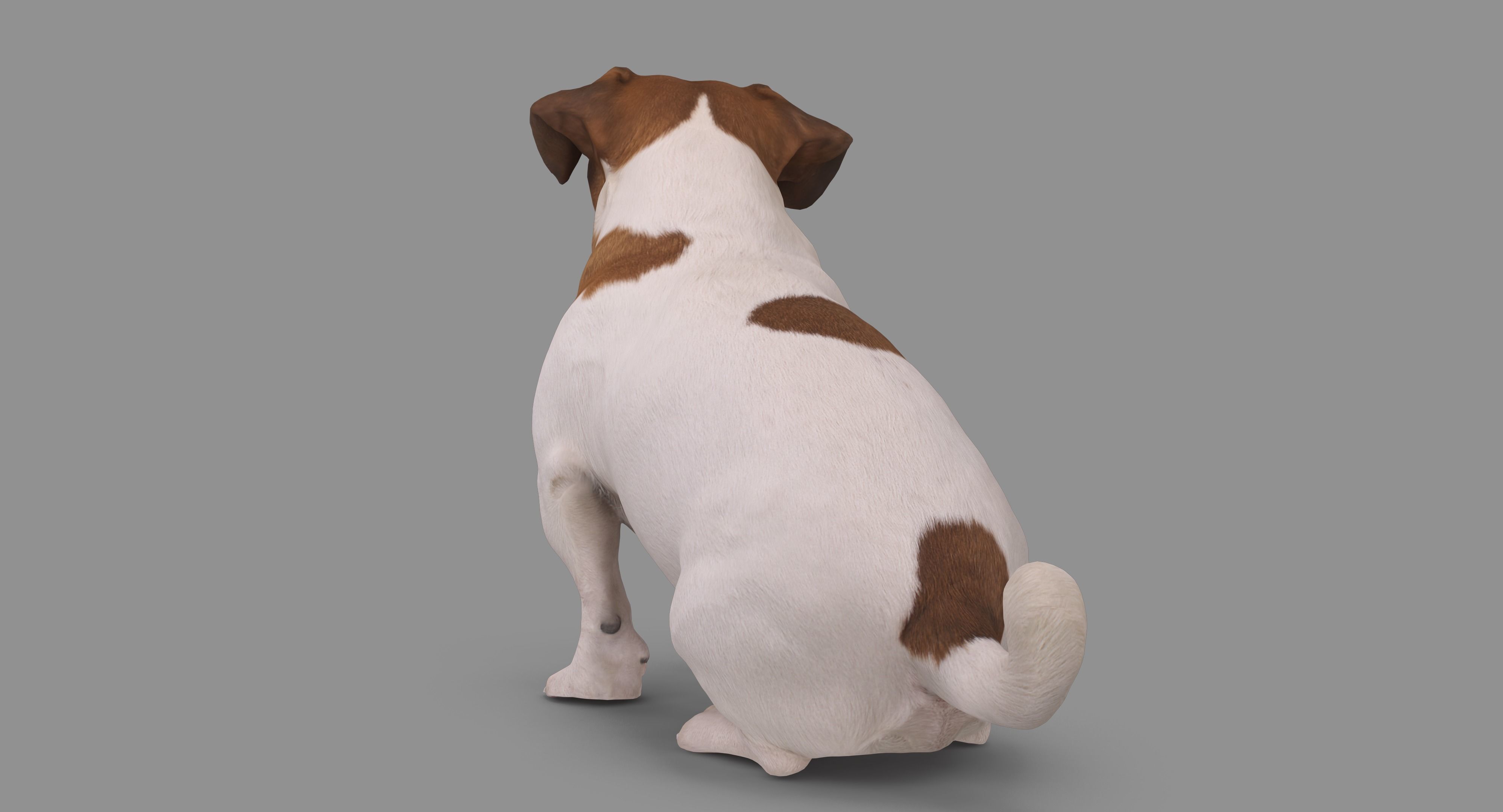 Jack Russell Sitting Low-poly 3D model_65