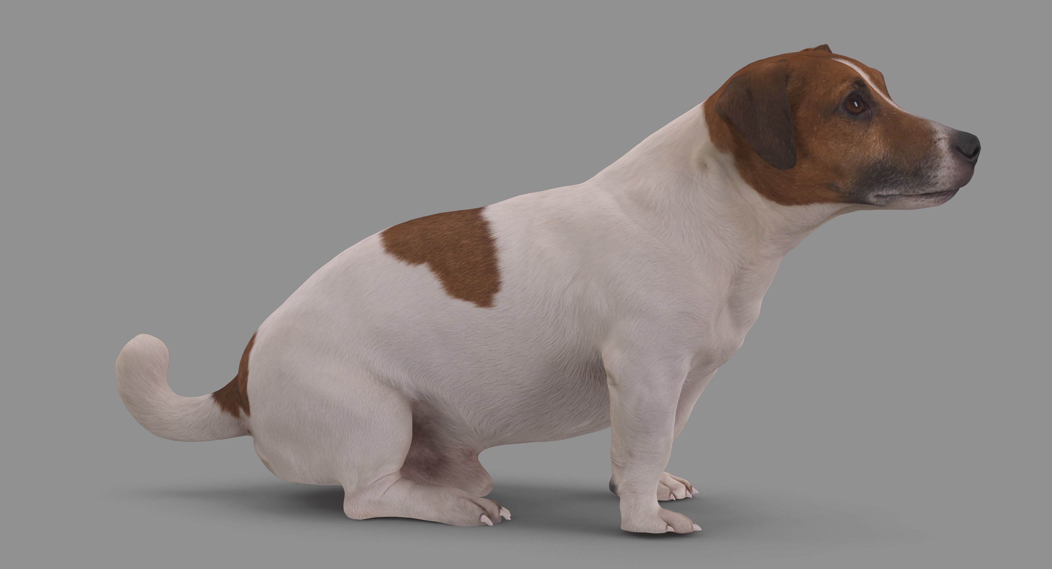 Jack Russell Sitting Low-poly 3D model_49