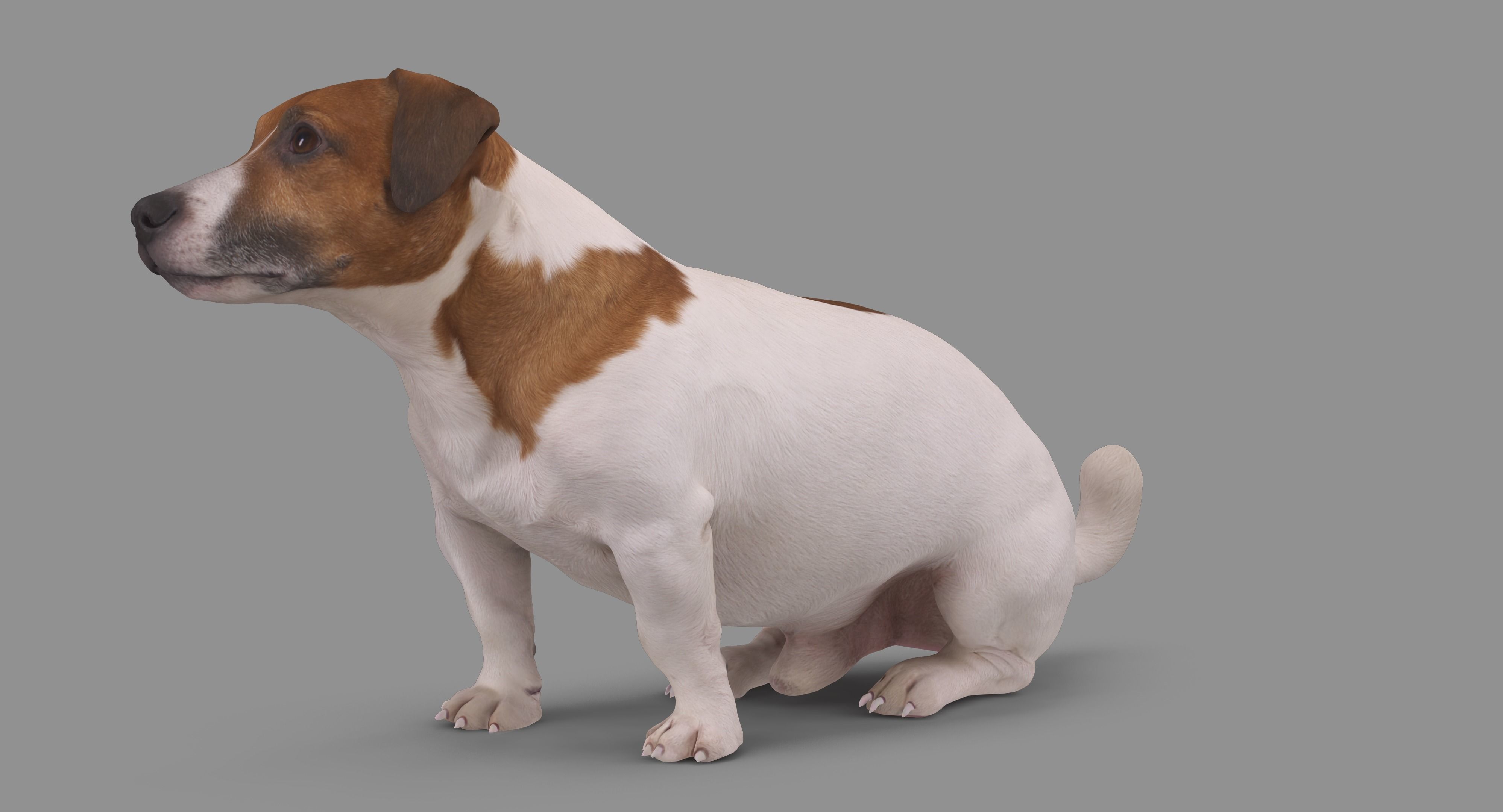 Jack Russell Sitting Low-poly 3D model_79