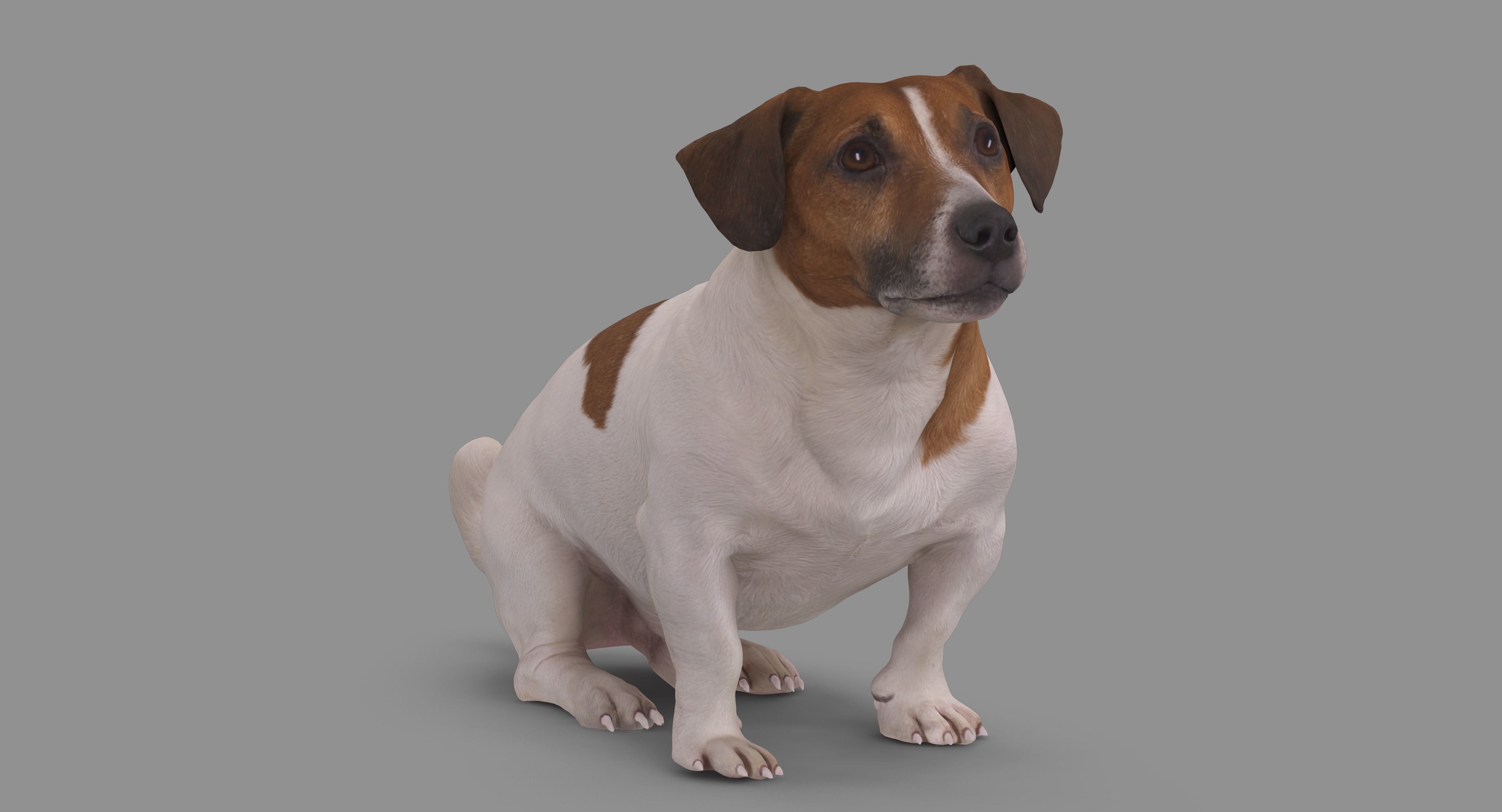 Jack Russell Sitting Low-poly 3D model_43