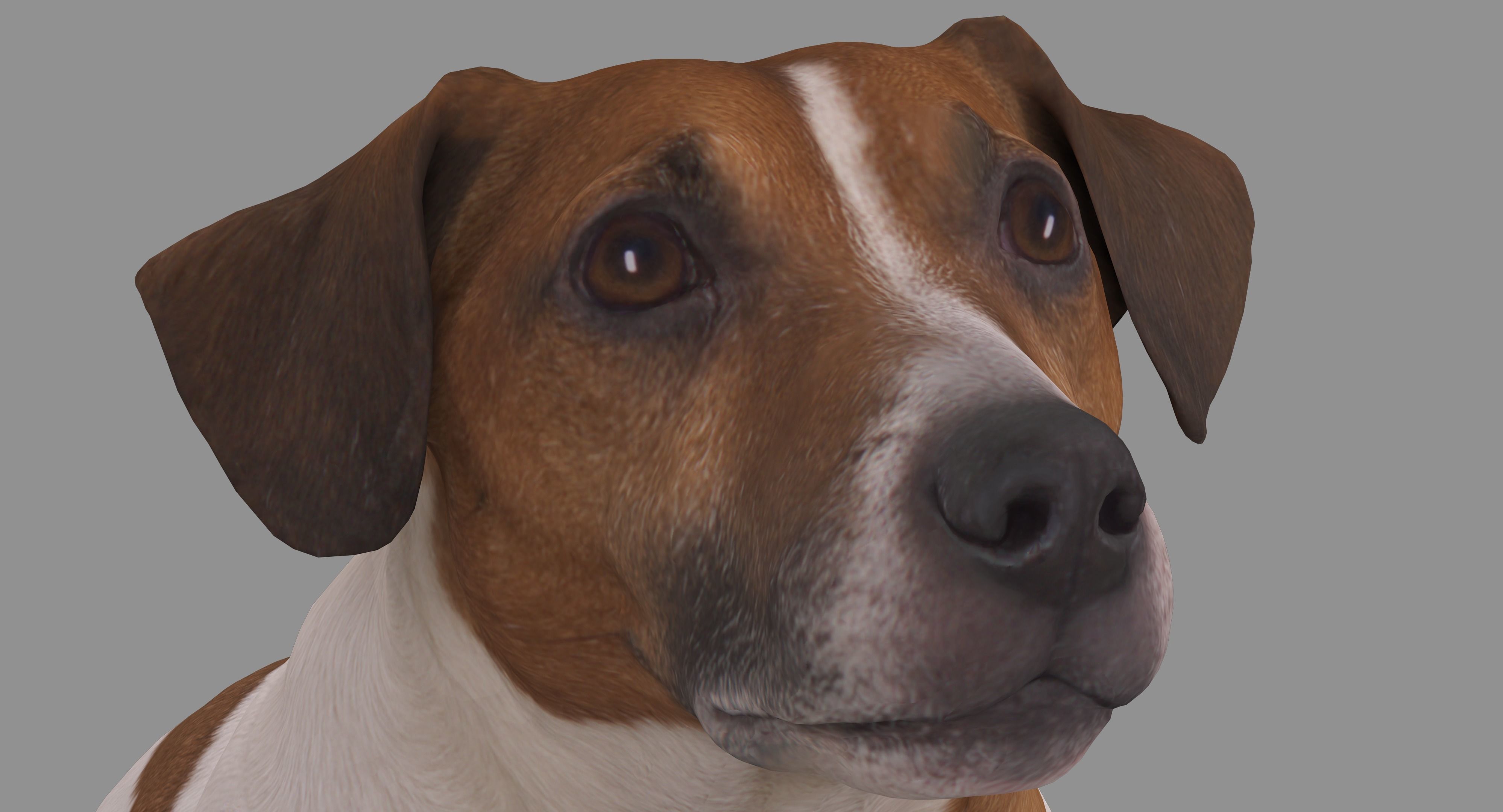 Jack Russell Sitting Low-poly 3D model_13