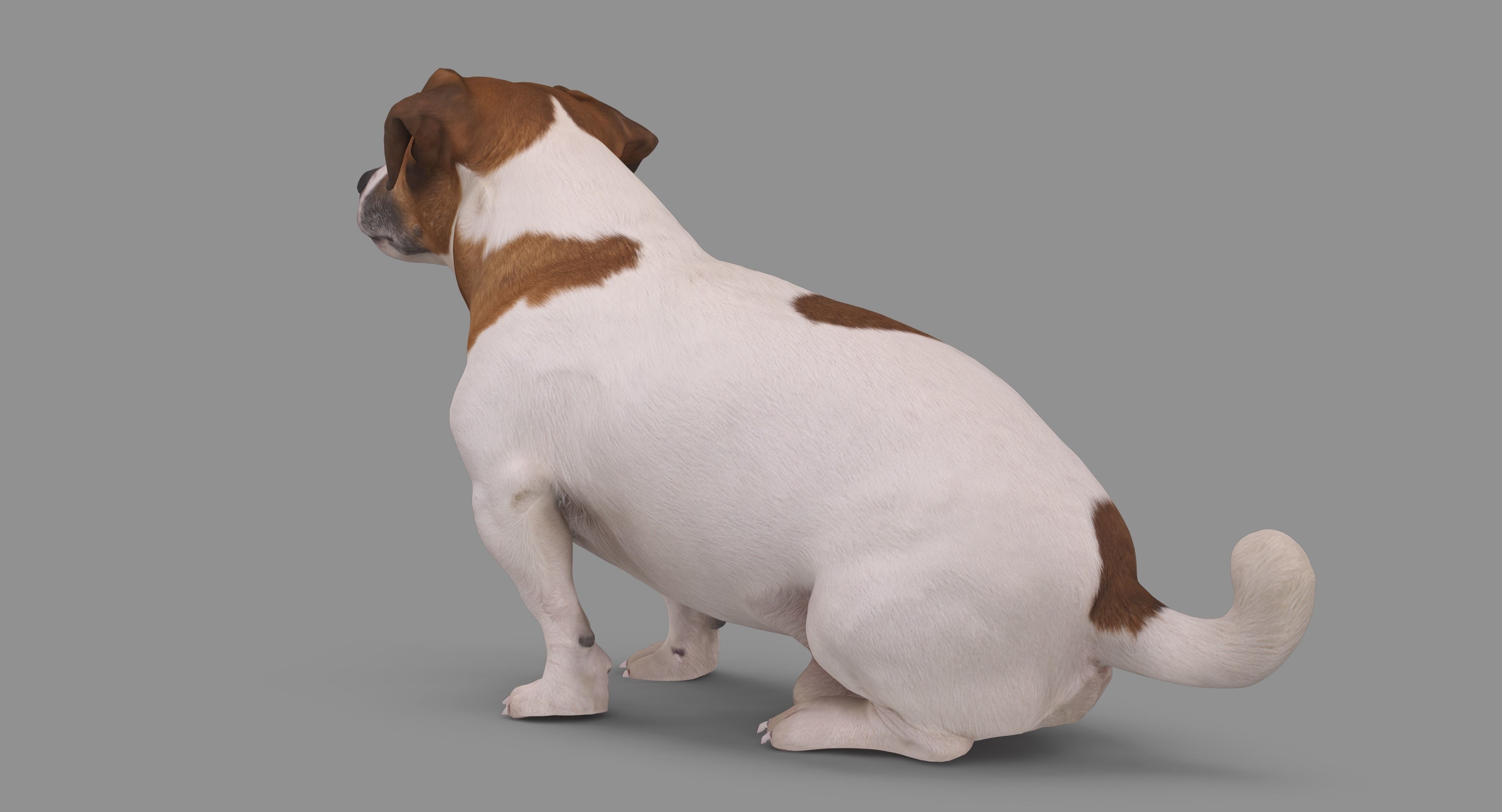 Jack Russell Sitting Low-poly 3D model_69