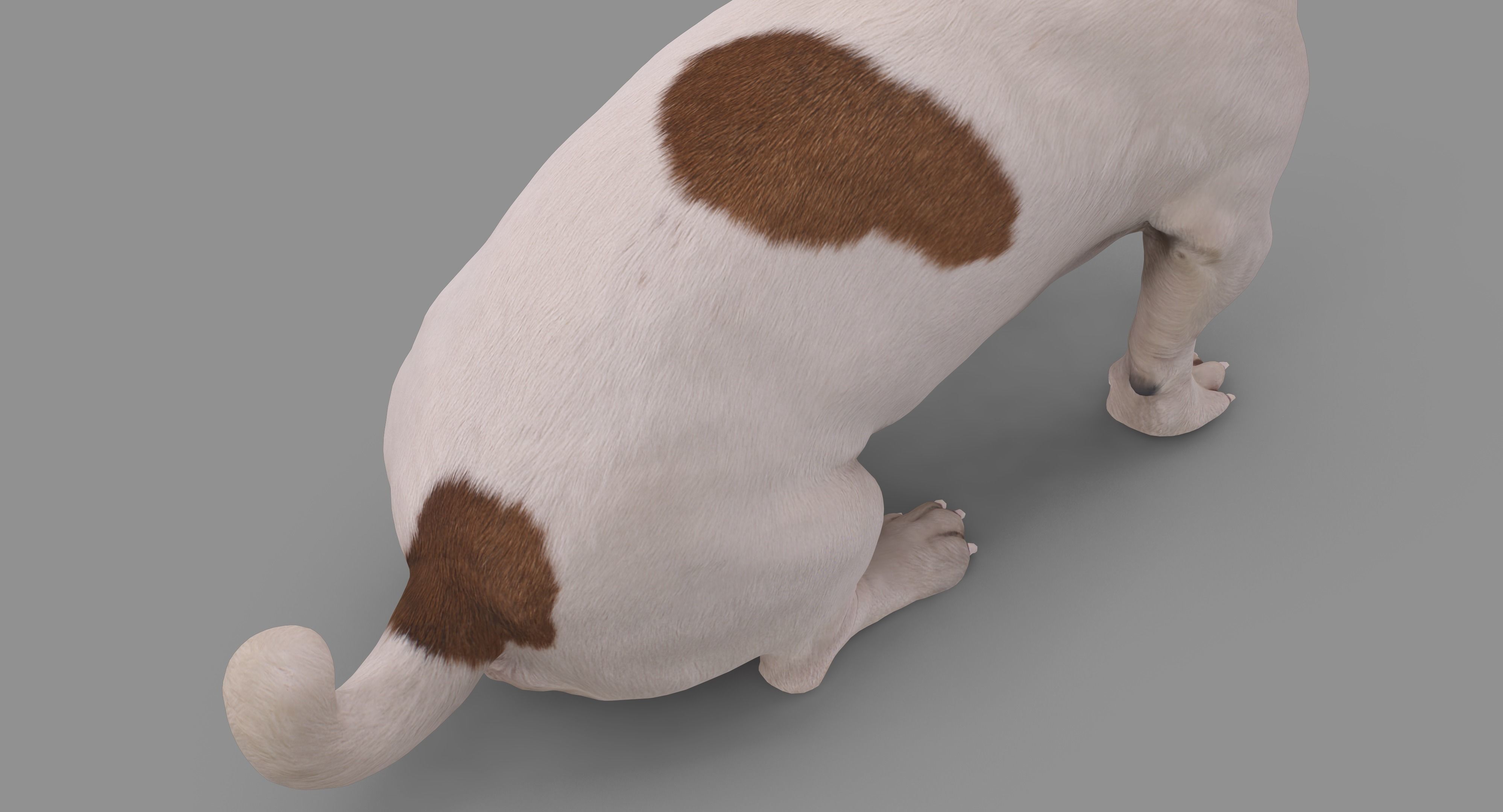 Jack Russell Sitting Low-poly 3D model_33