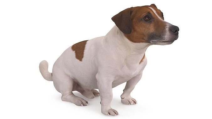 Jack Russell Sitting Low-poly 3D model