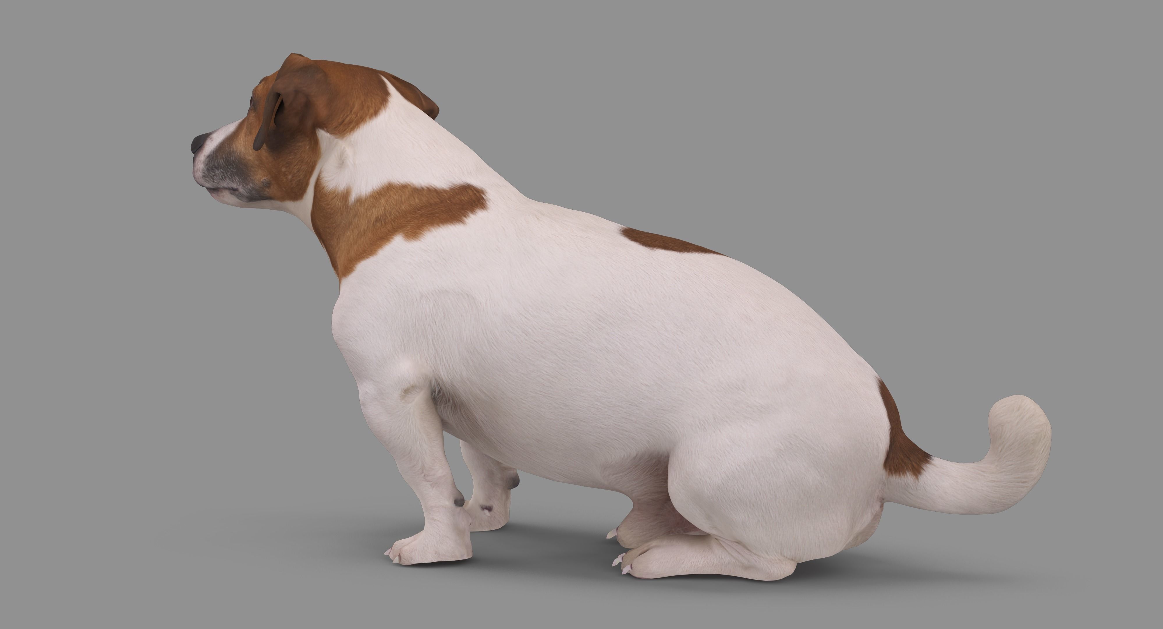 Jack Russell Sitting Low-poly 3D model_71