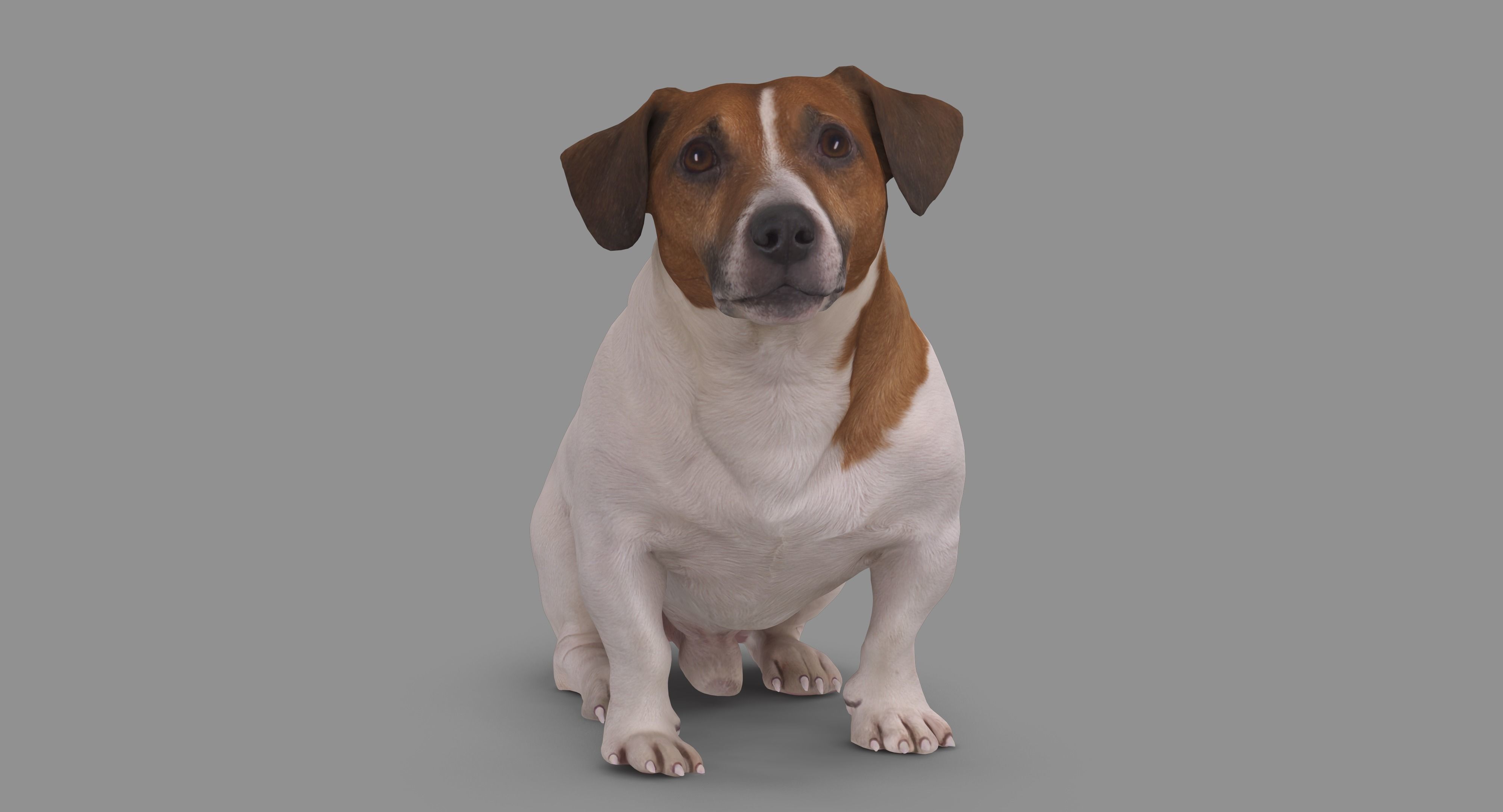 Jack Russell Sitting Low-poly 3D model_87