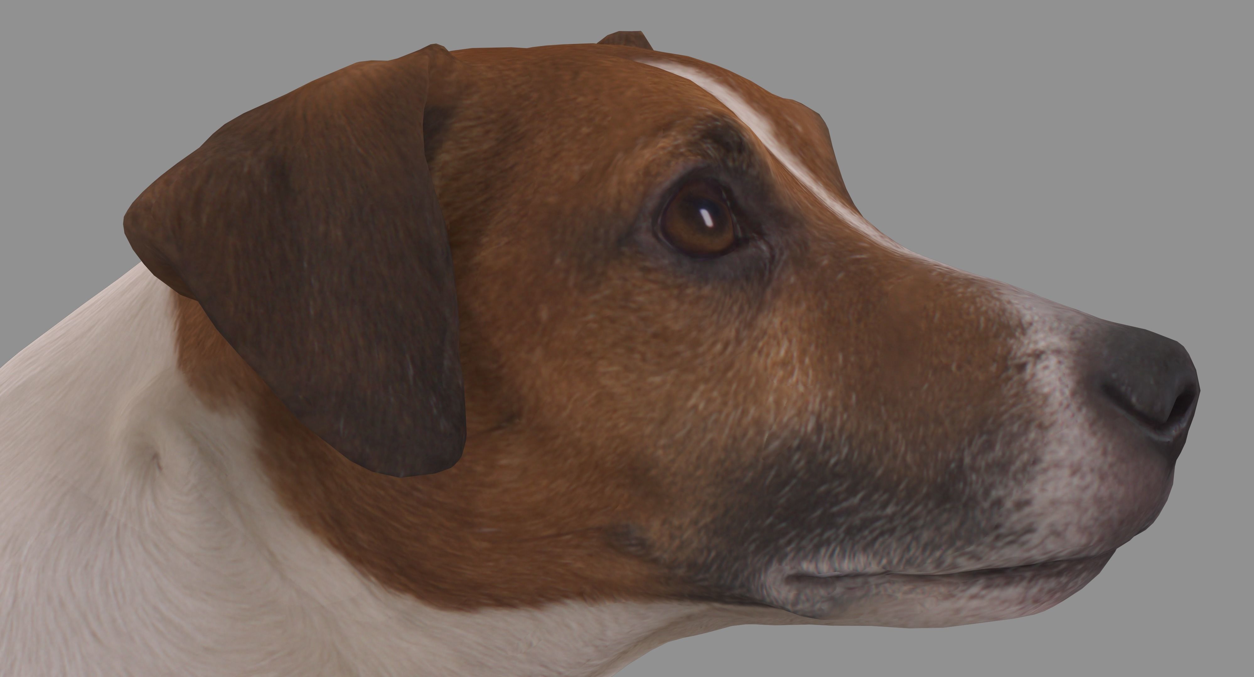 Jack Russell Sitting Low-poly 3D model_19