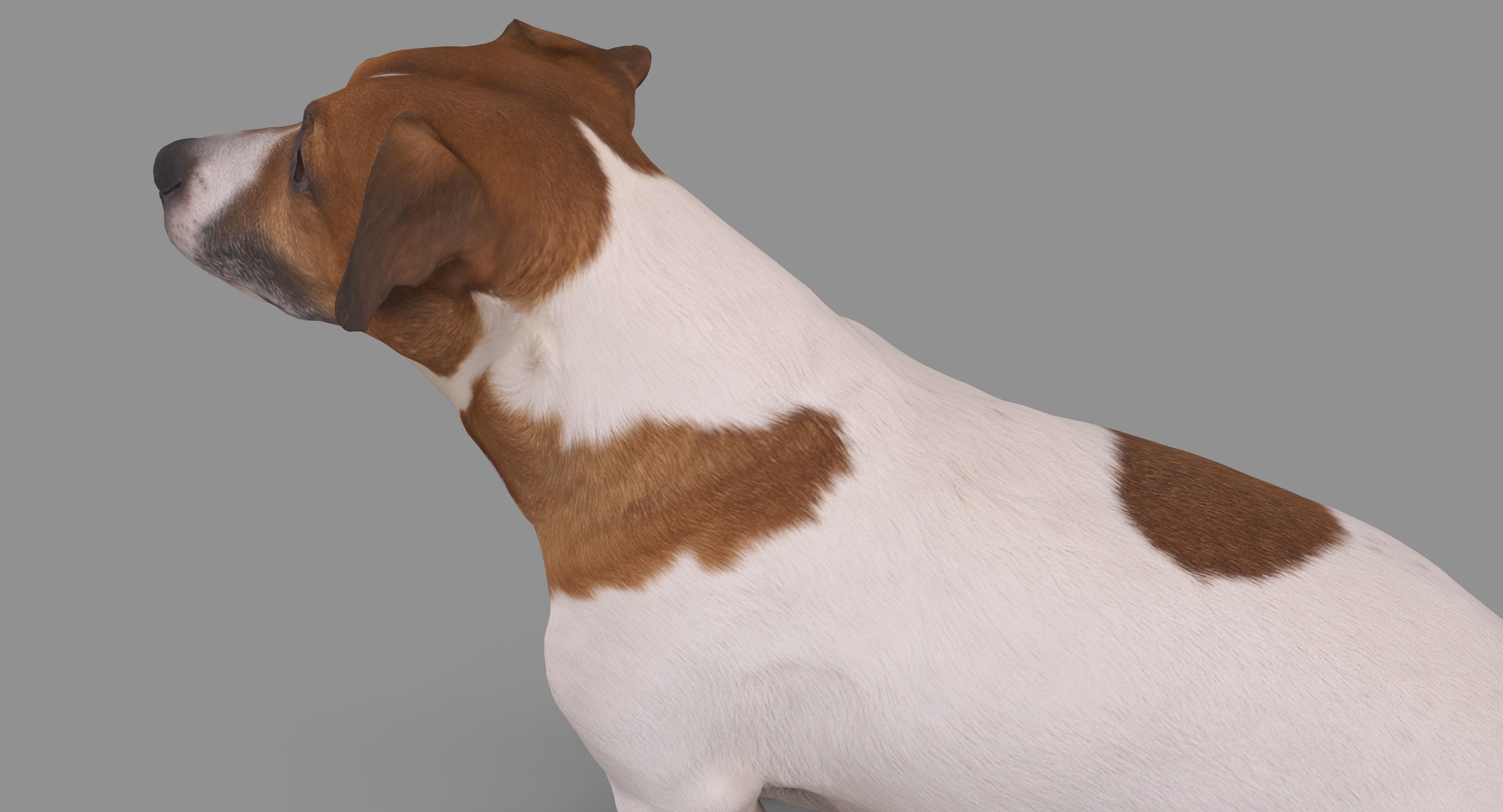 Jack Russell Sitting Low-poly 3D model_37