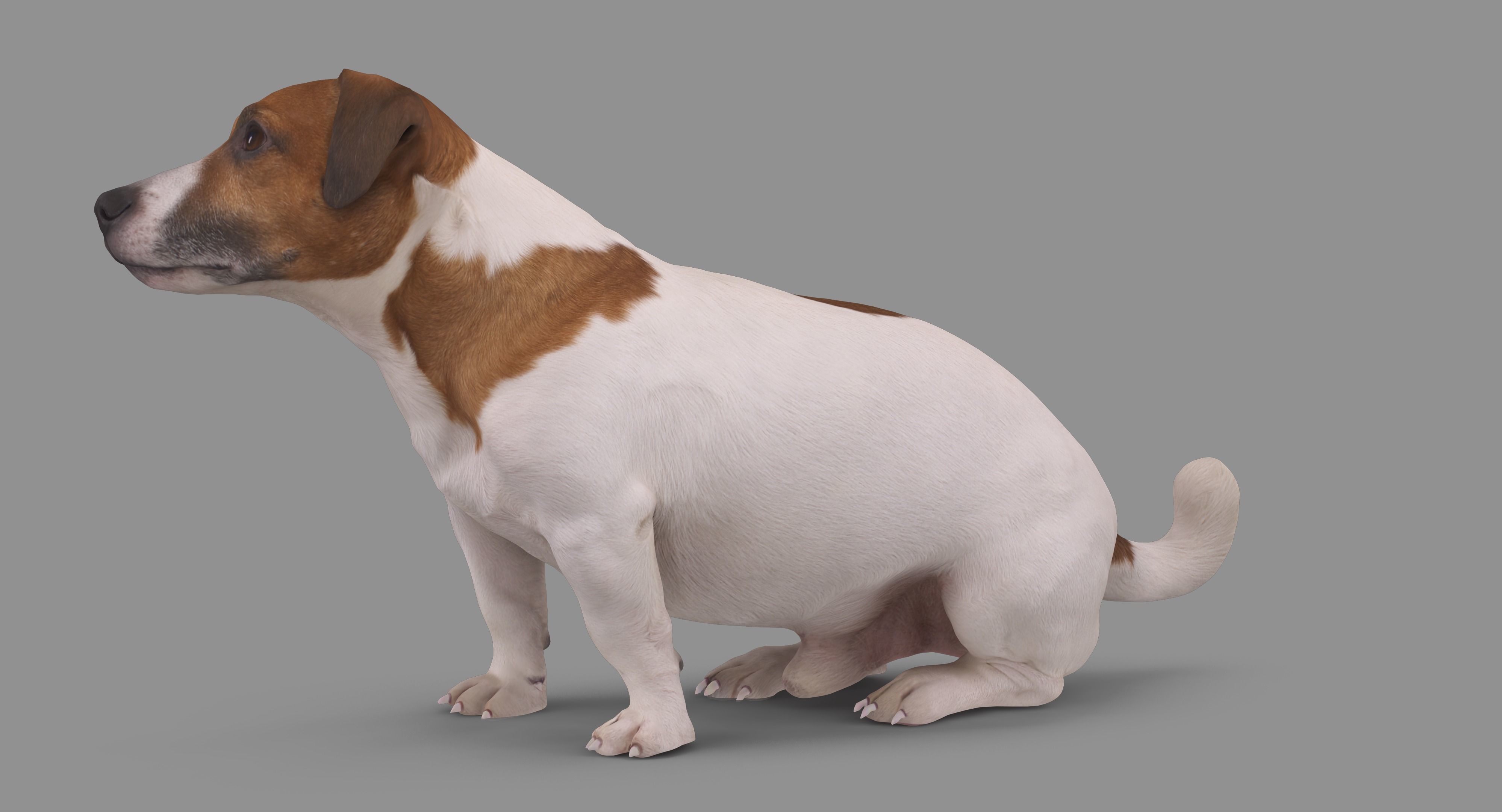 Jack Russell Sitting Low-poly 3D model_77
