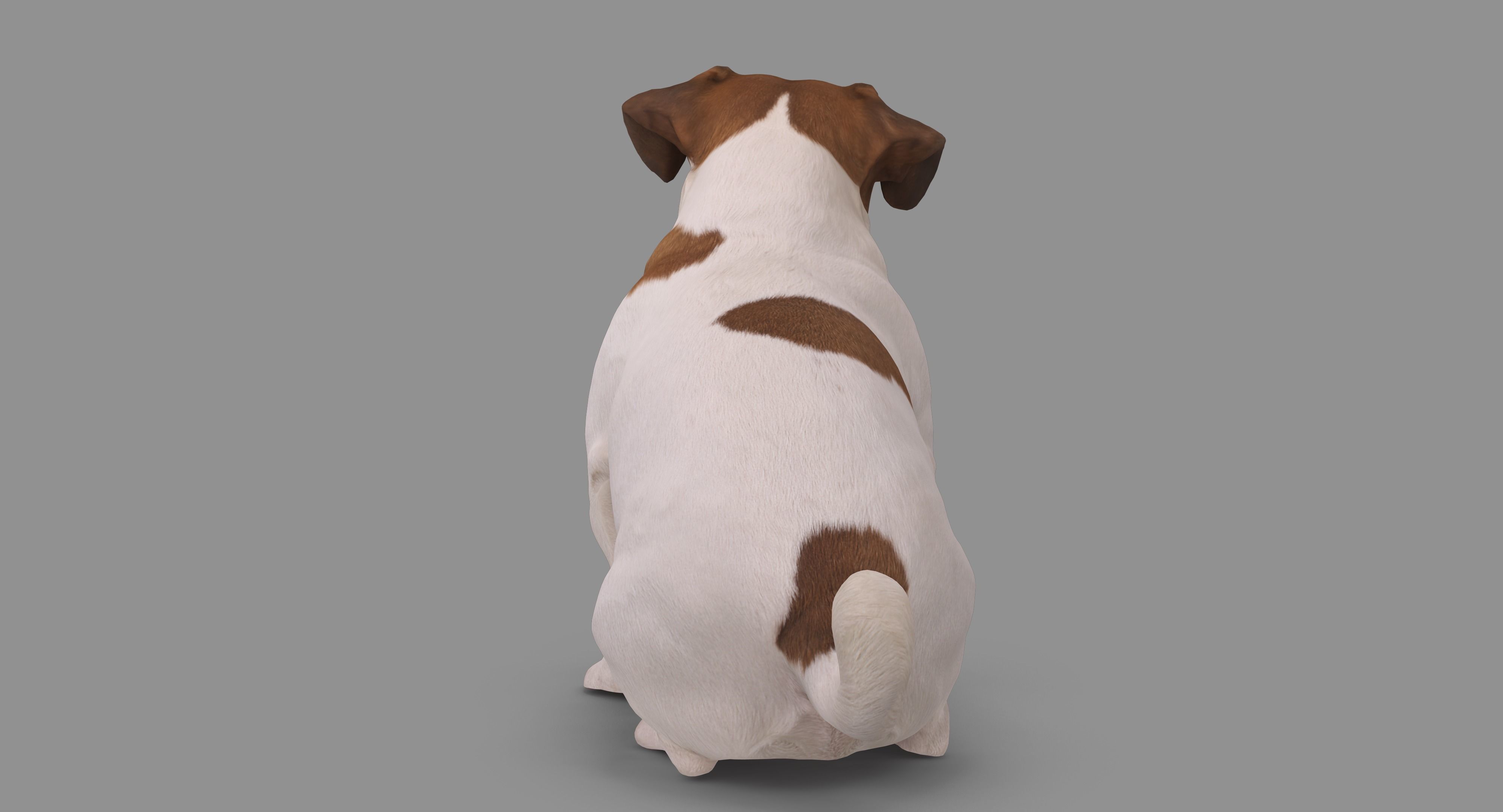 Jack Russell Sitting Low-poly 3D model_63
