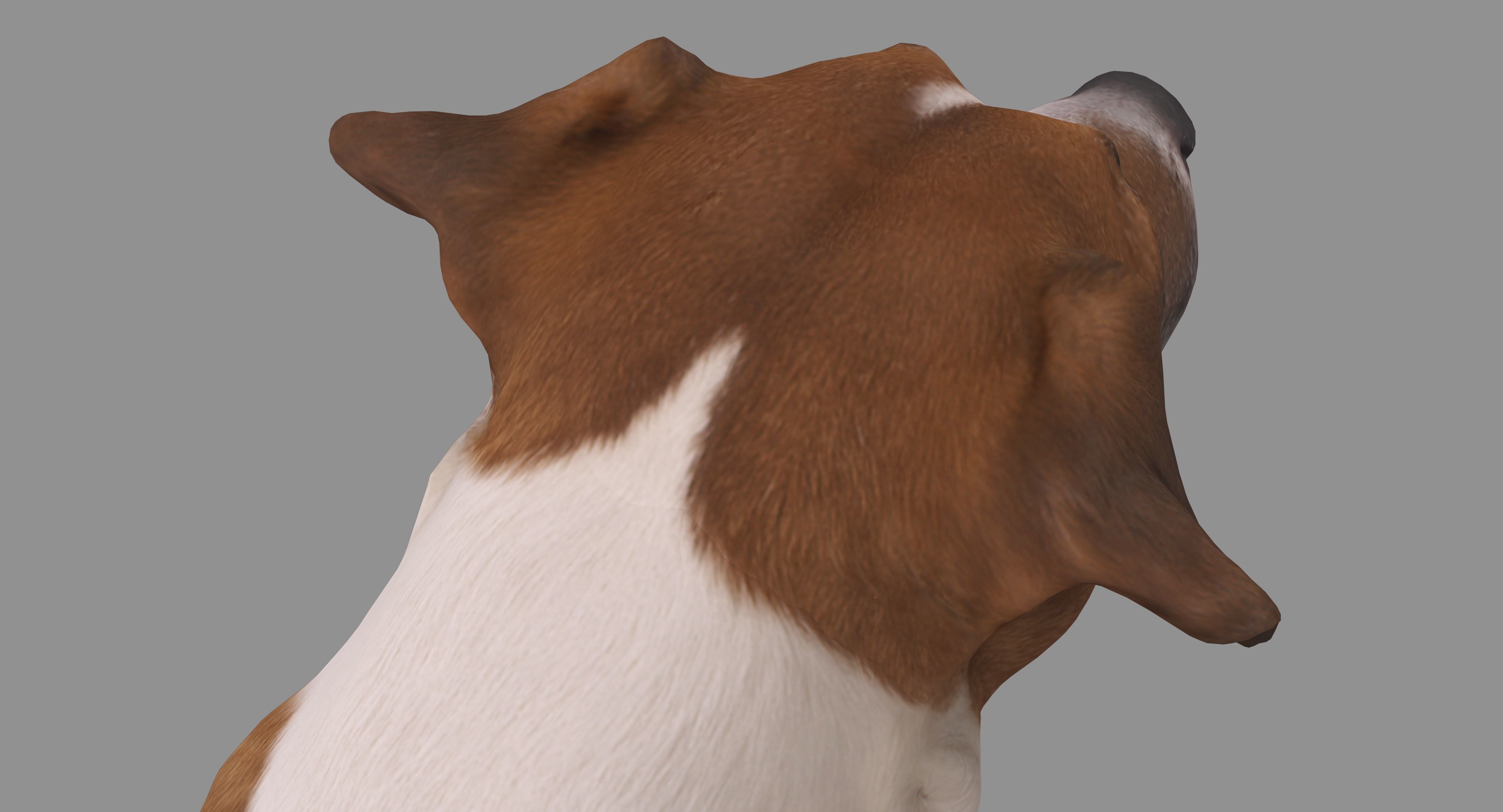 Jack Russell Sitting Low-poly 3D model_29