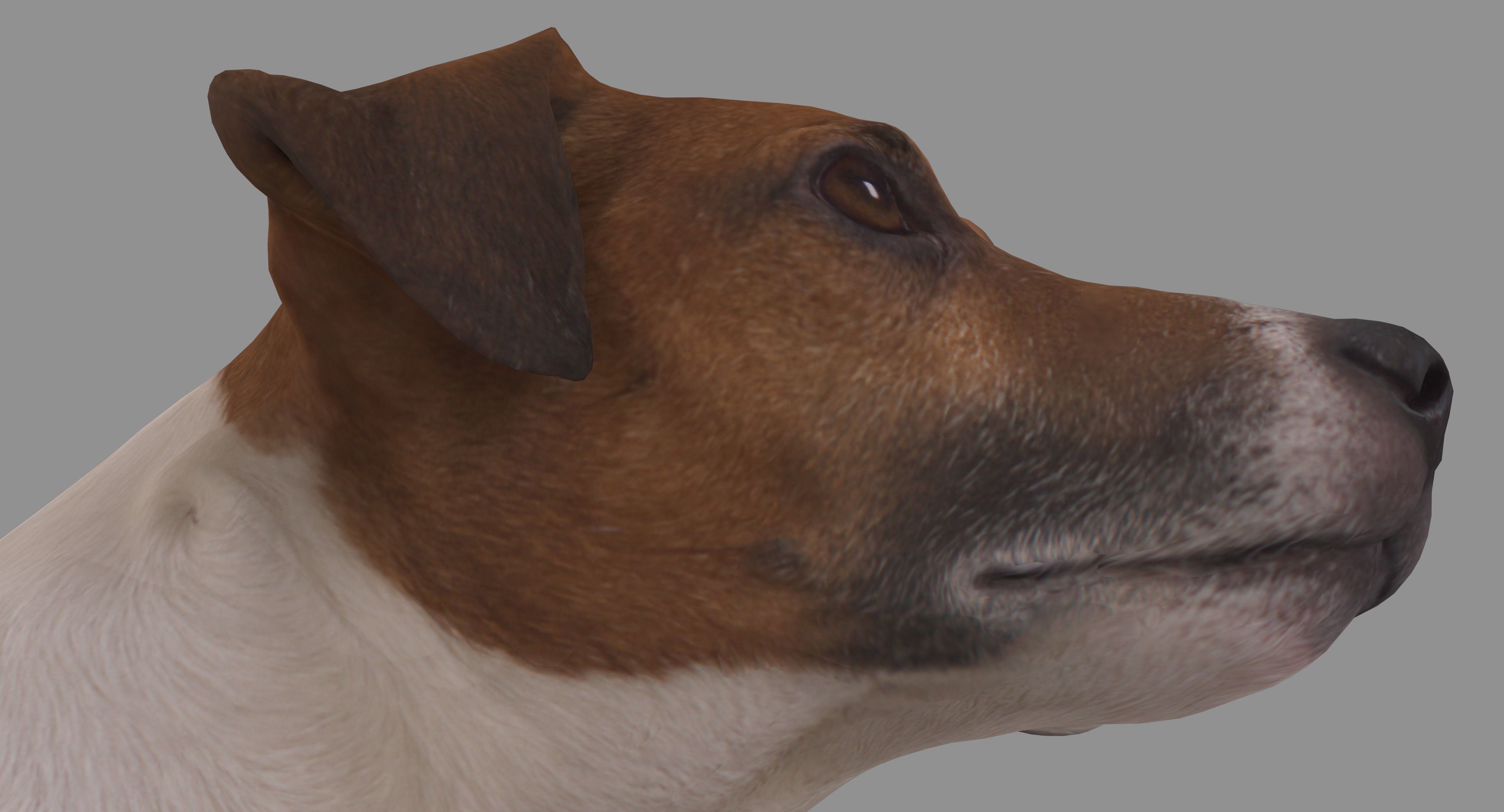 Jack Russell Sitting Low-poly 3D model_23