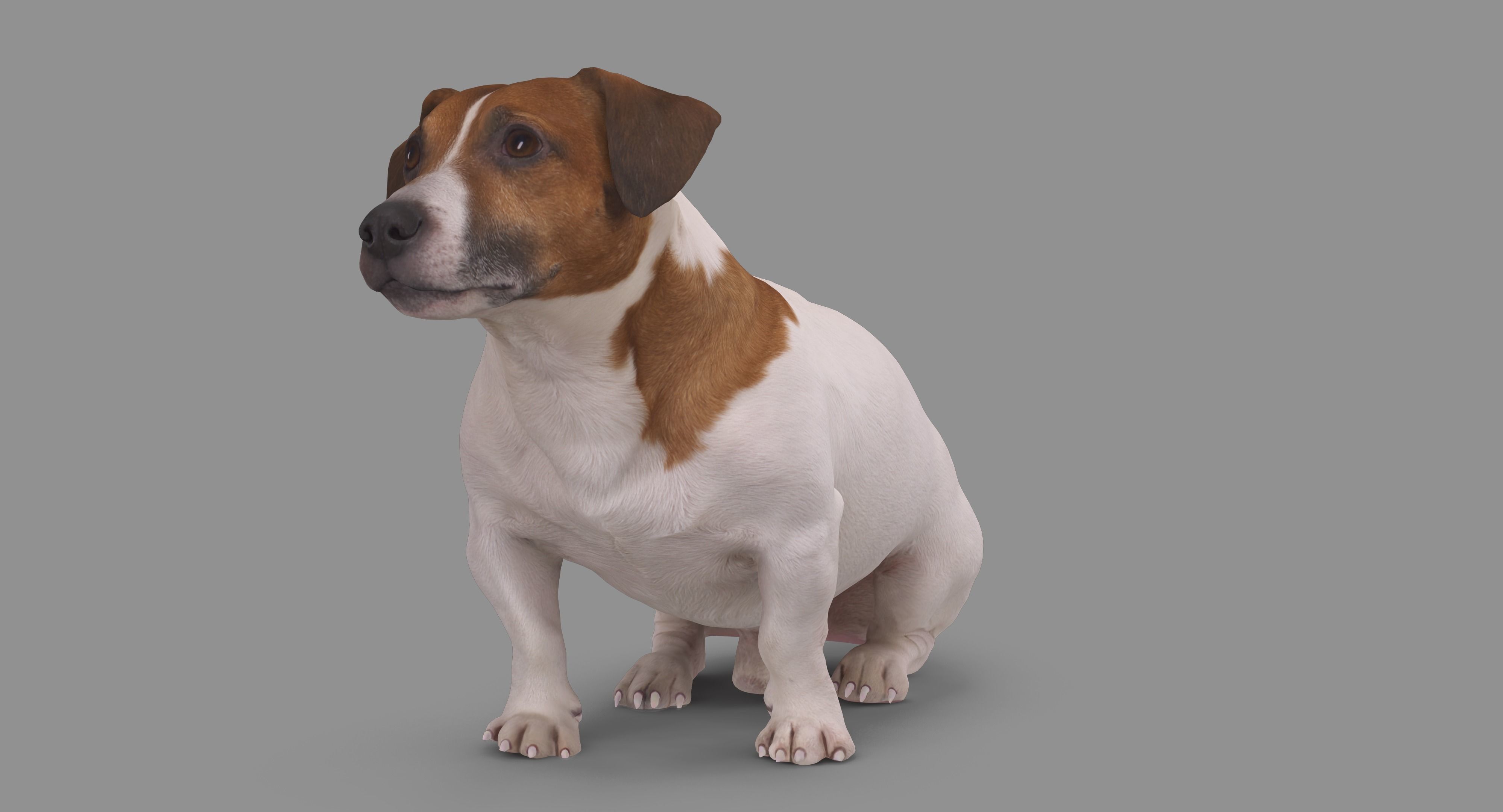 Jack Russell Sitting Low-poly 3D model_83
