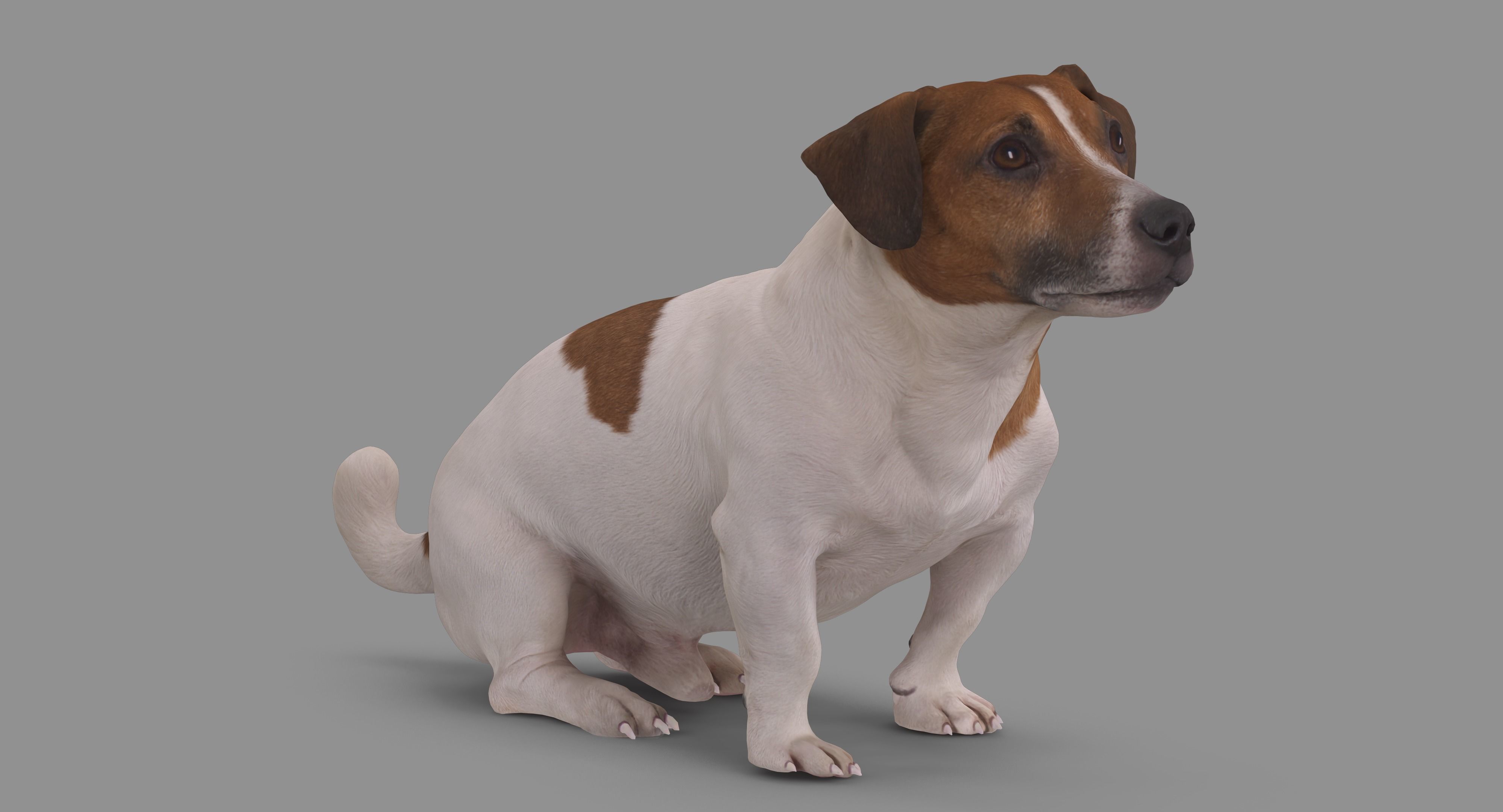 Jack Russell Sitting Low-poly 3D model_45