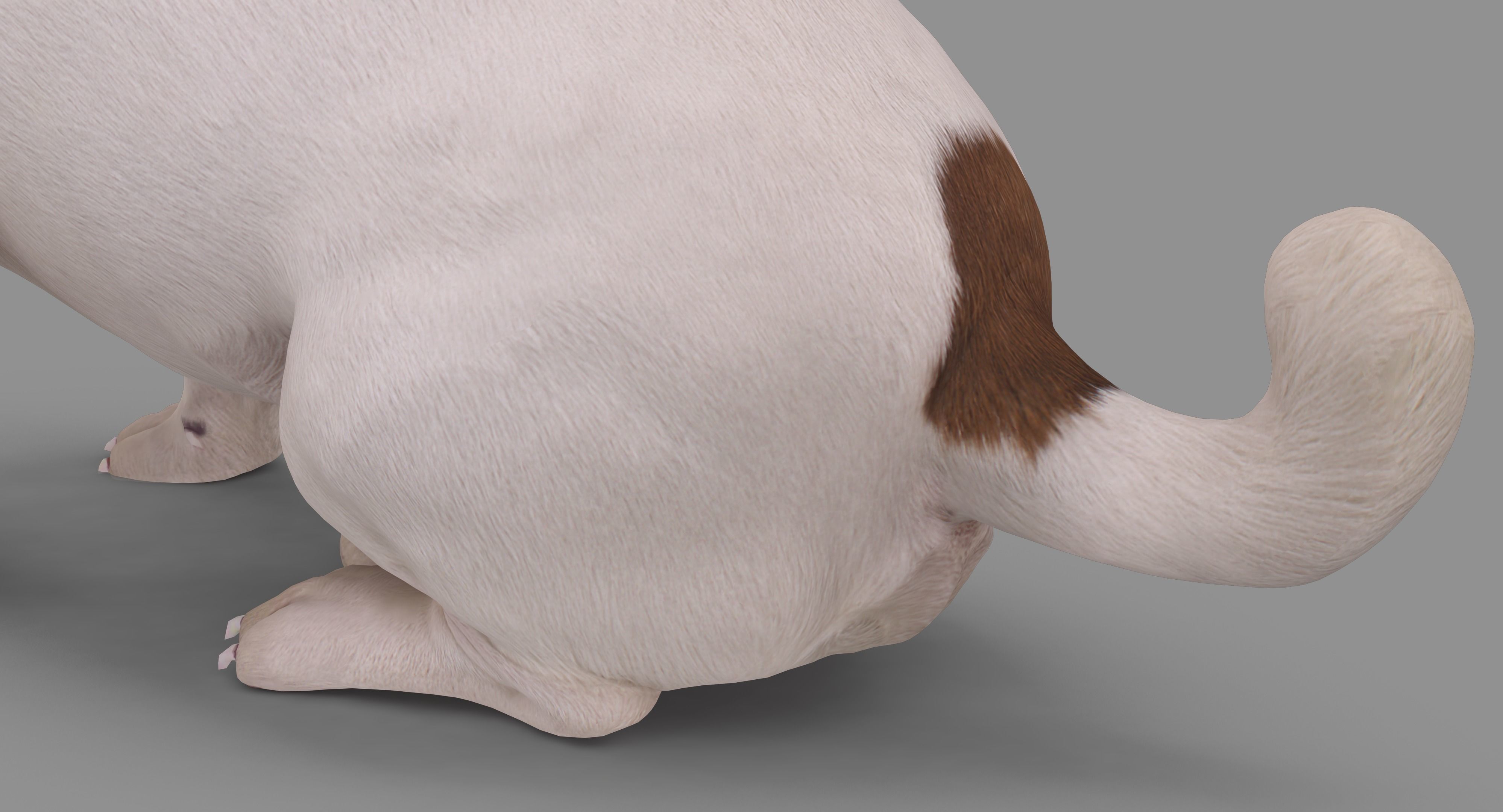 Jack Russell Sitting Low-poly 3D model_35