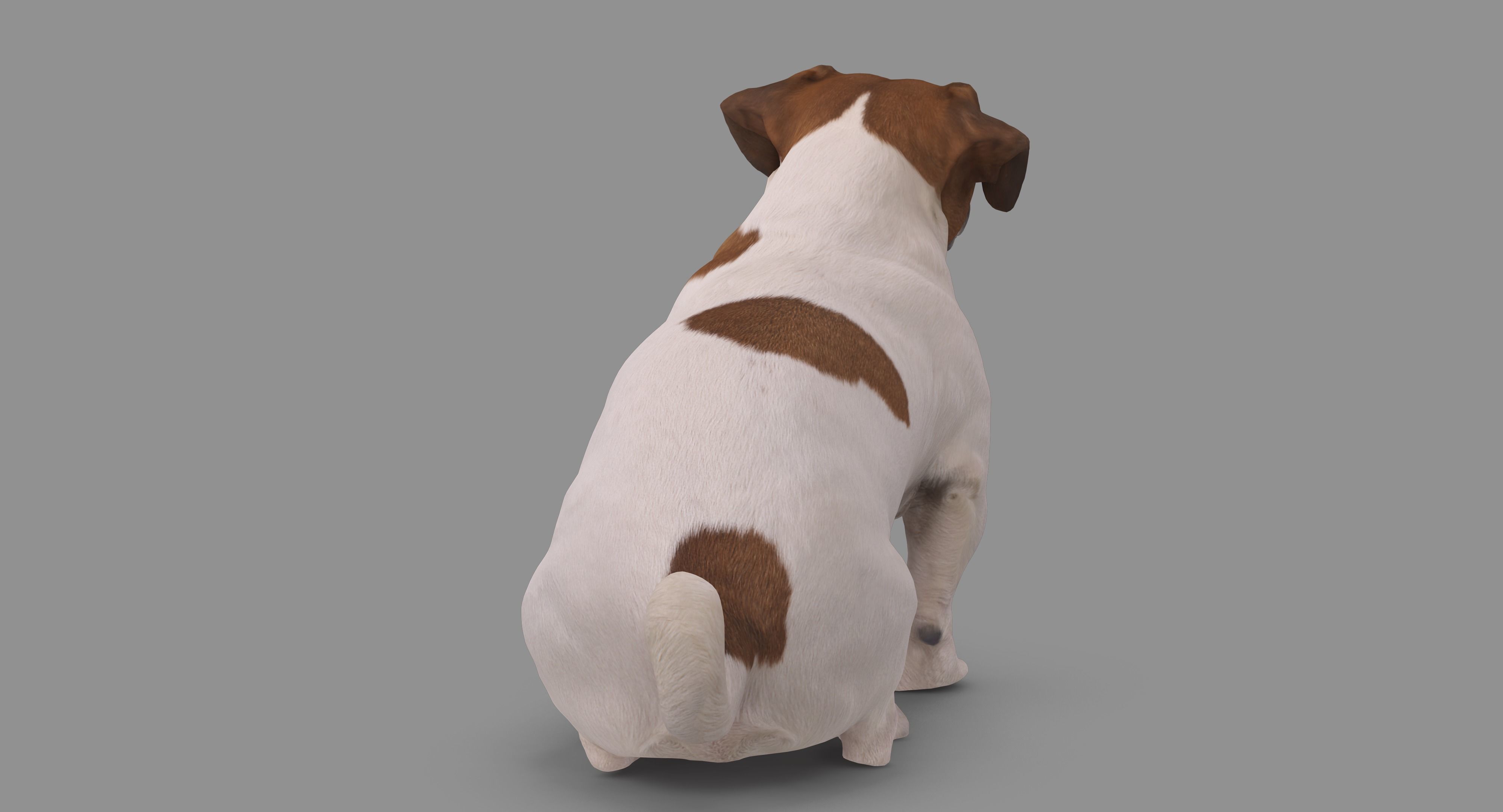 Jack Russell Sitting Low-poly 3D model_61