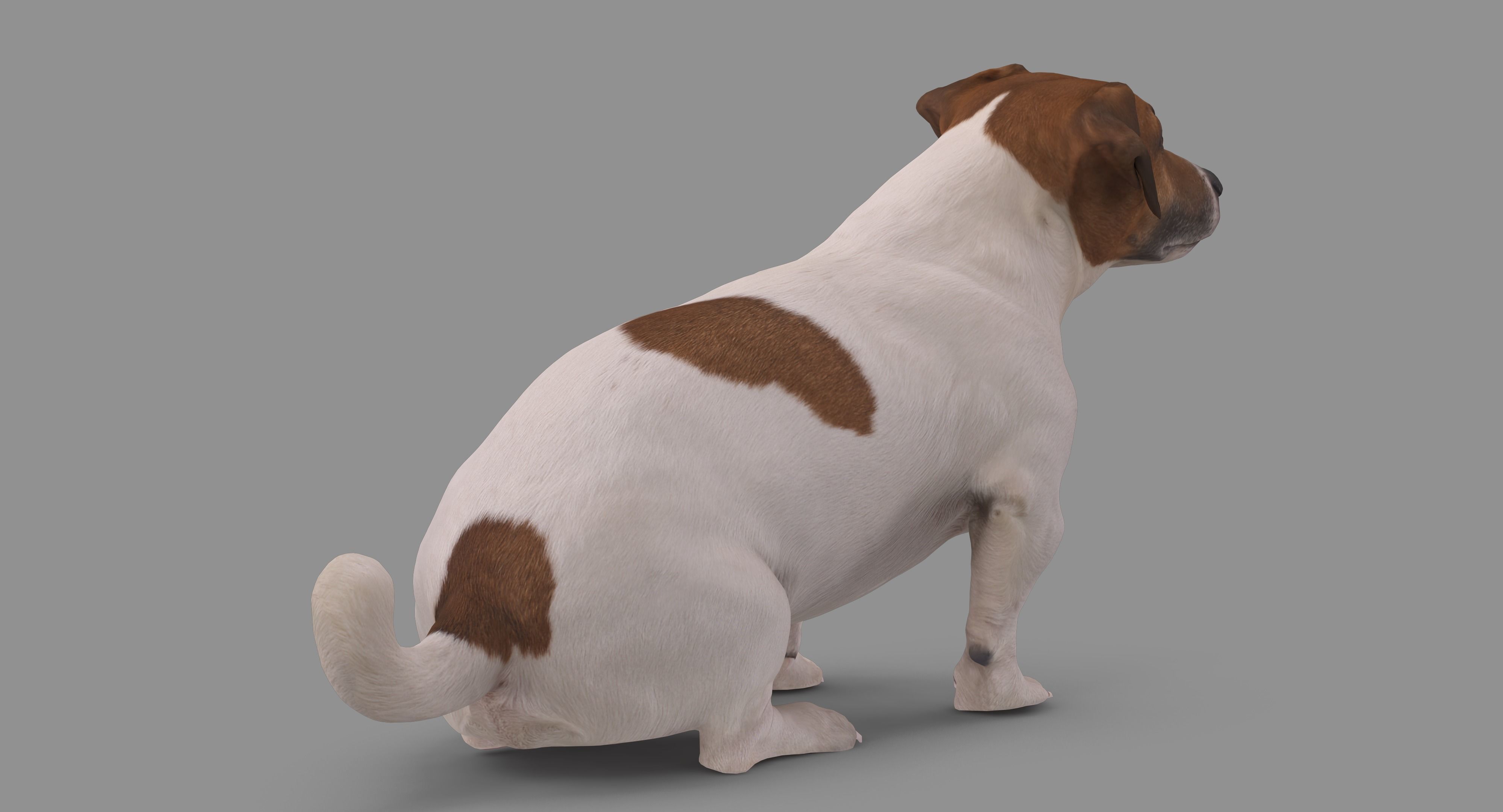 Jack Russell Sitting Low-poly 3D model_57