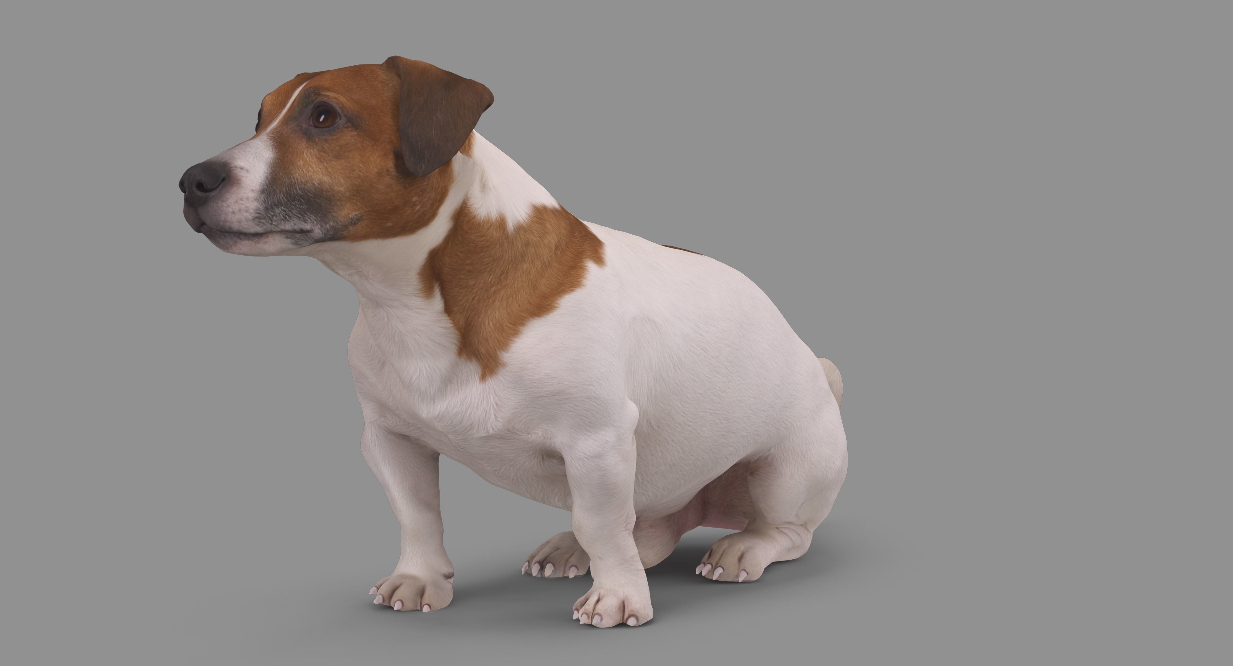 Jack Russell Sitting Low-poly 3D model_81