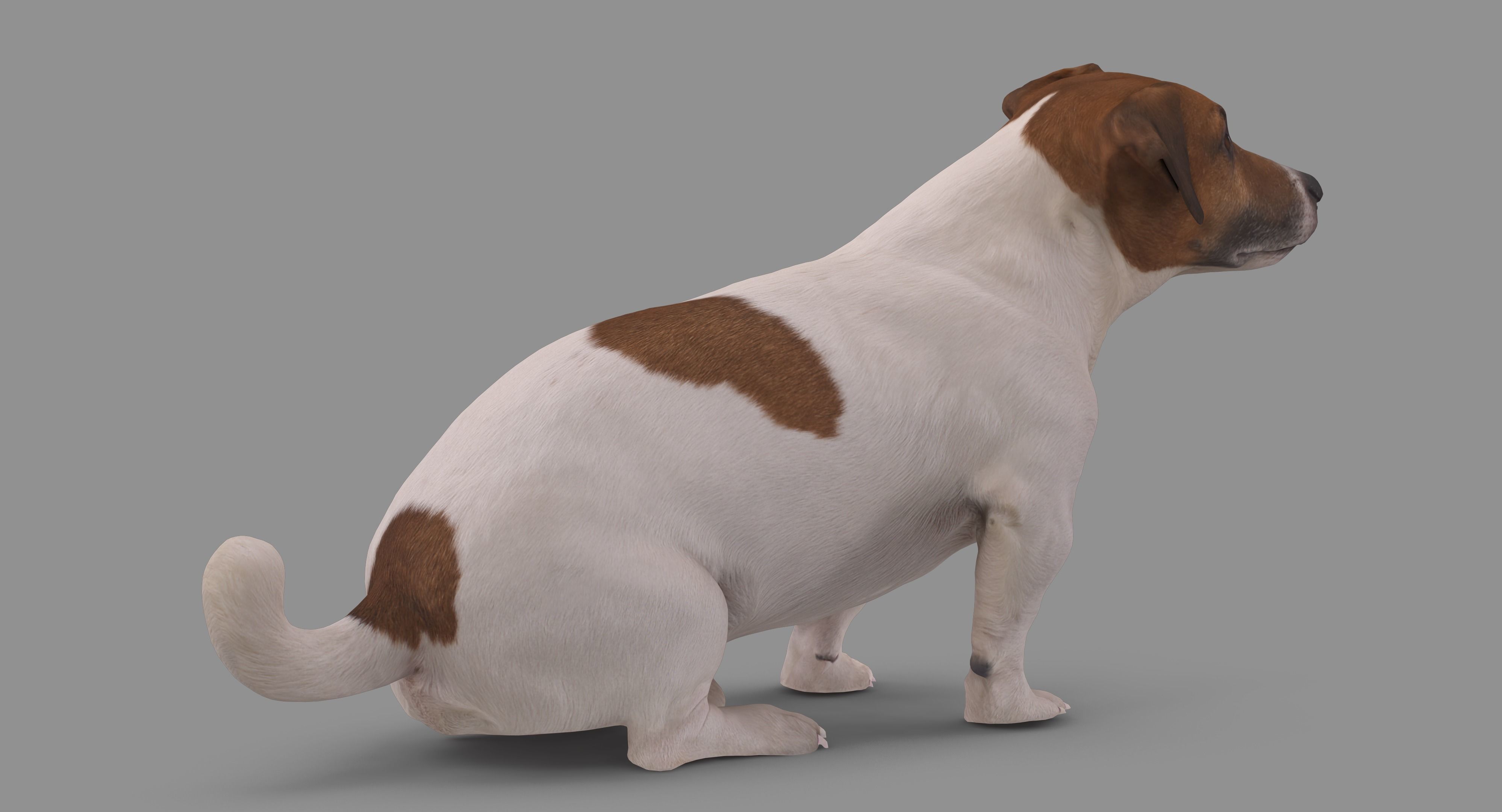 Jack Russell Sitting Low-poly 3D model_55