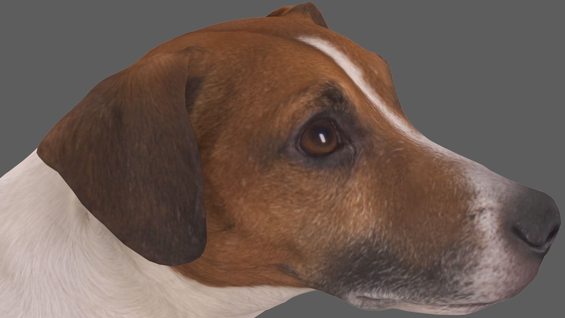 Jack Russell Sitting Low-poly 3D model_4
