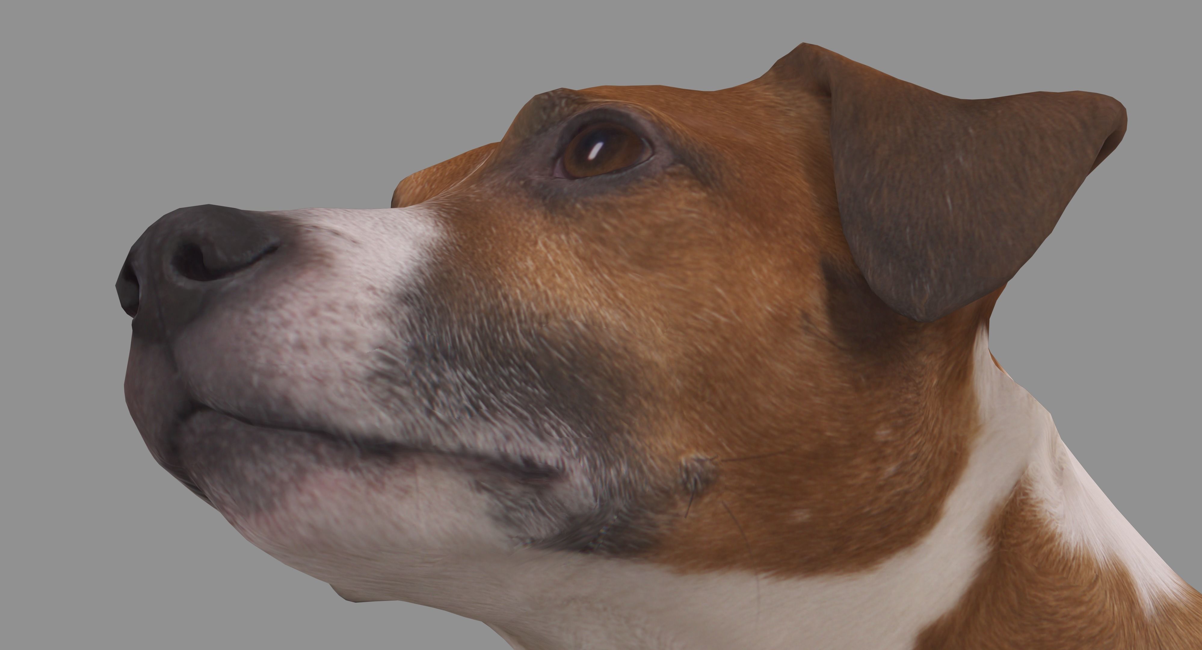 Jack Russell Sitting Low-poly 3D model_11