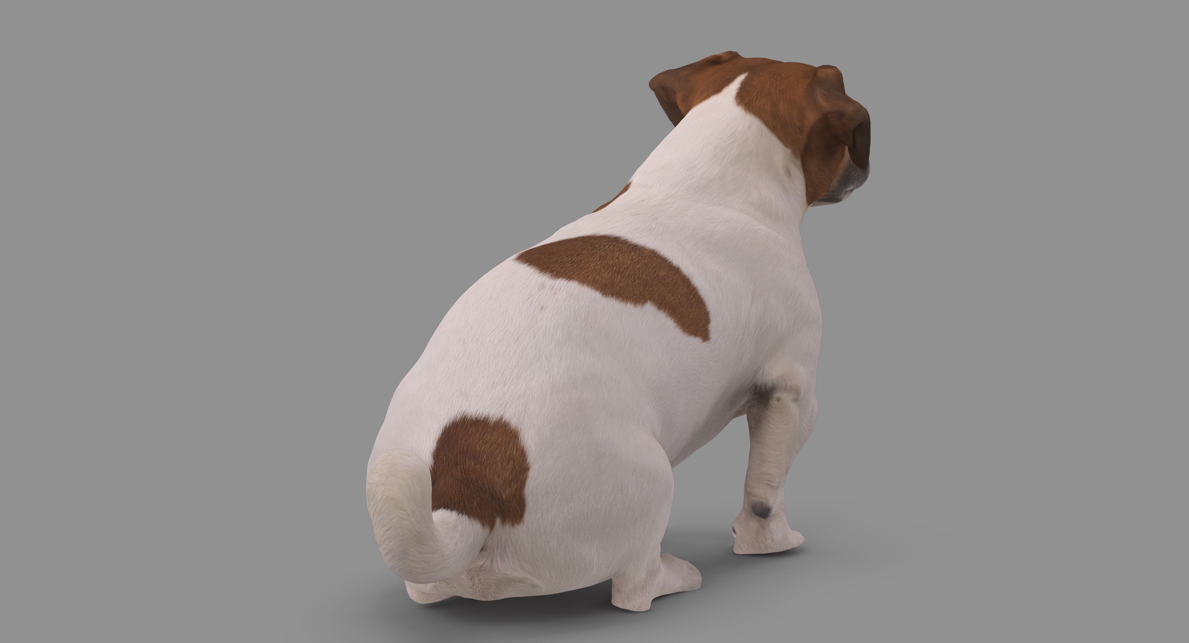 Jack Russell Sitting Low-poly 3D model_59