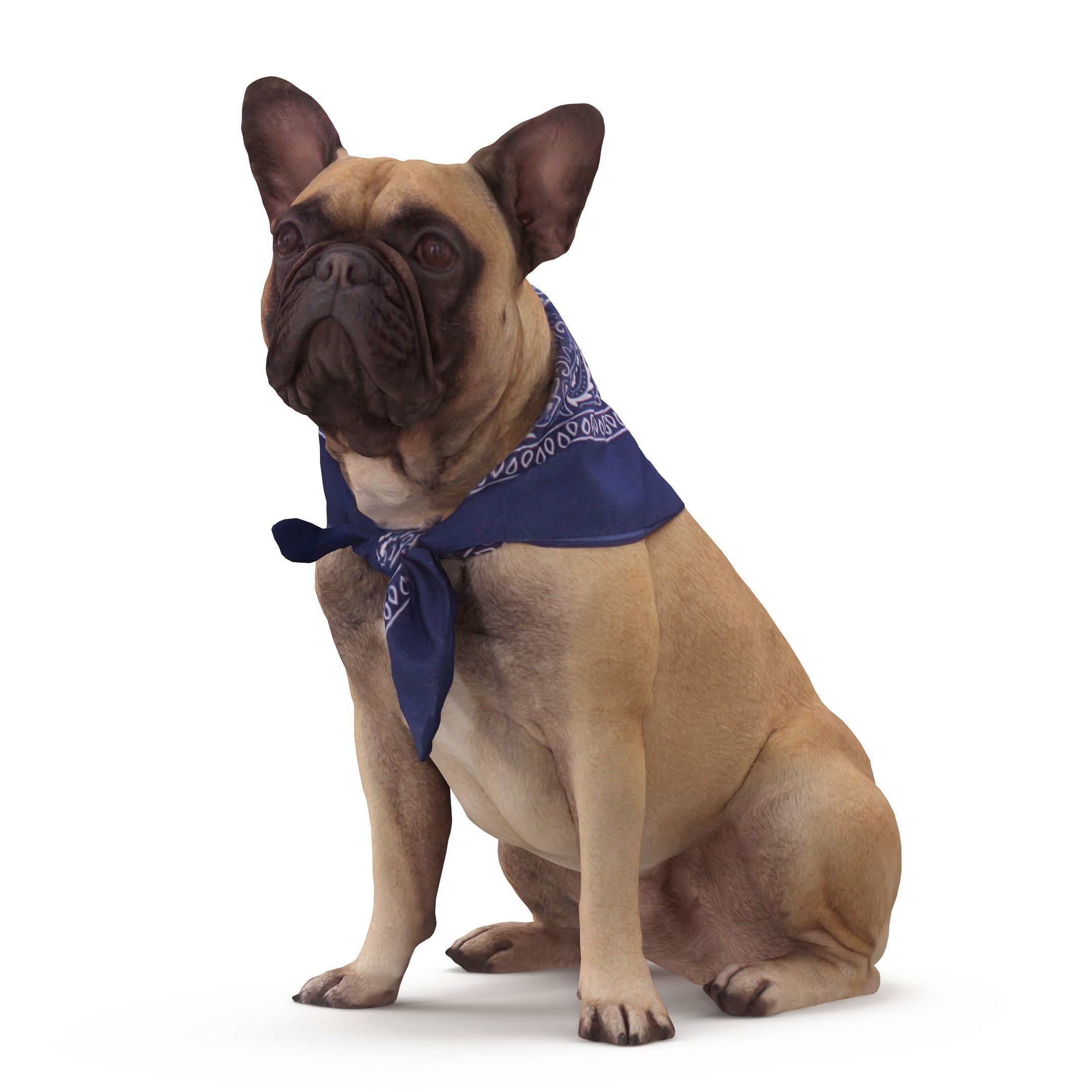 Dog Collection x4 3D model_35