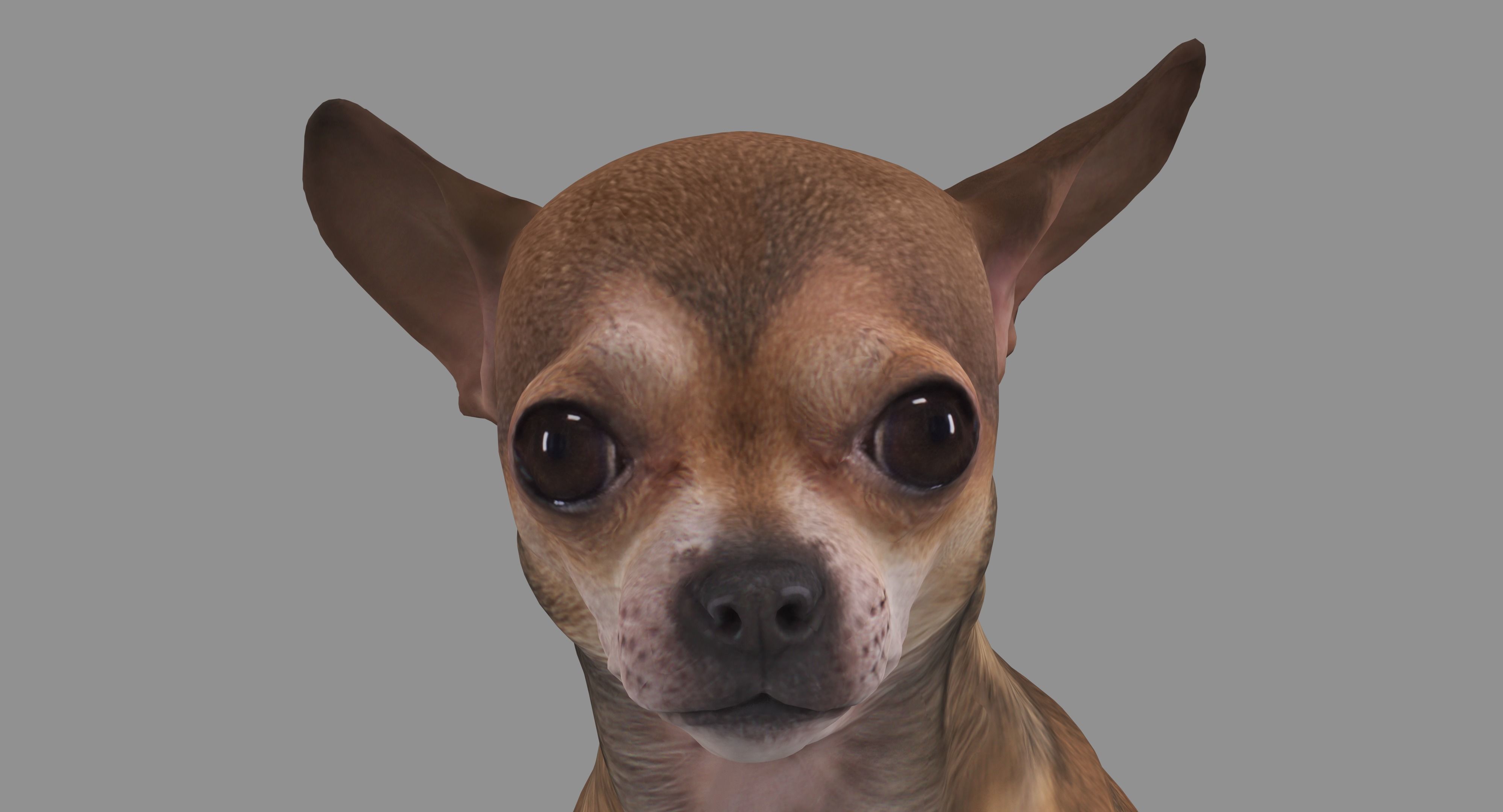 Dog Collection x4 3D model_27