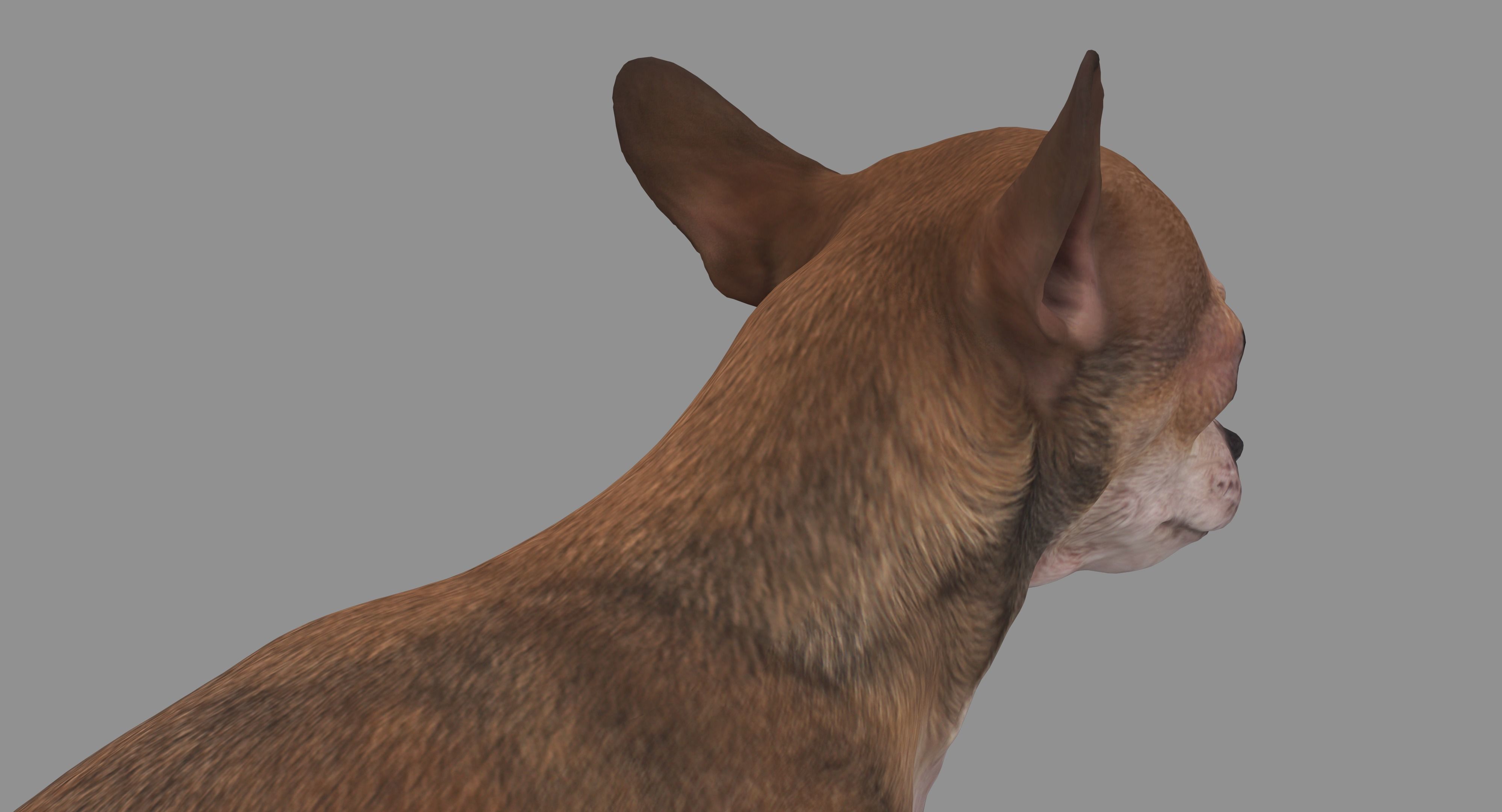 Dog Collection x4 3D model_31