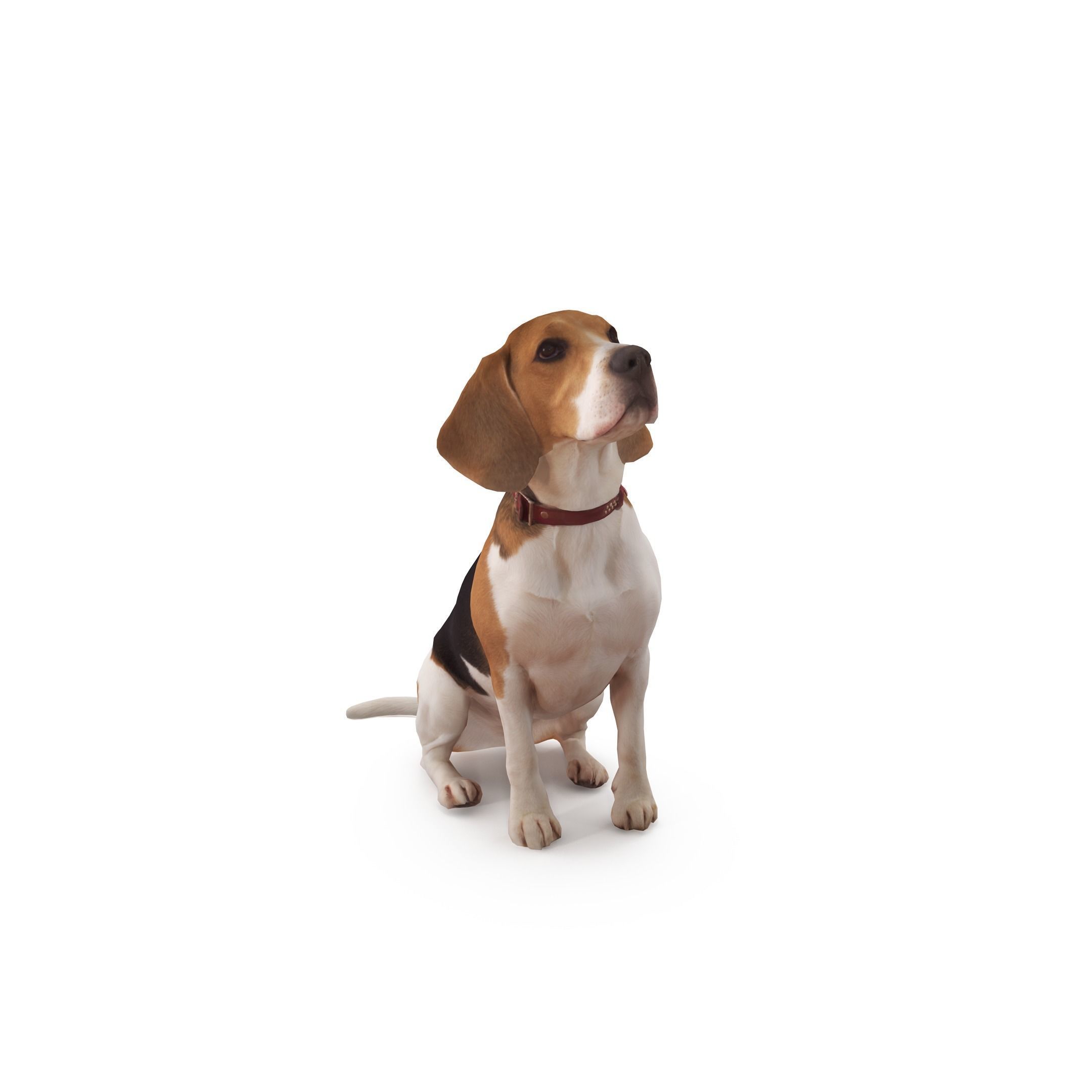 Dog Collection x4 3D model_6