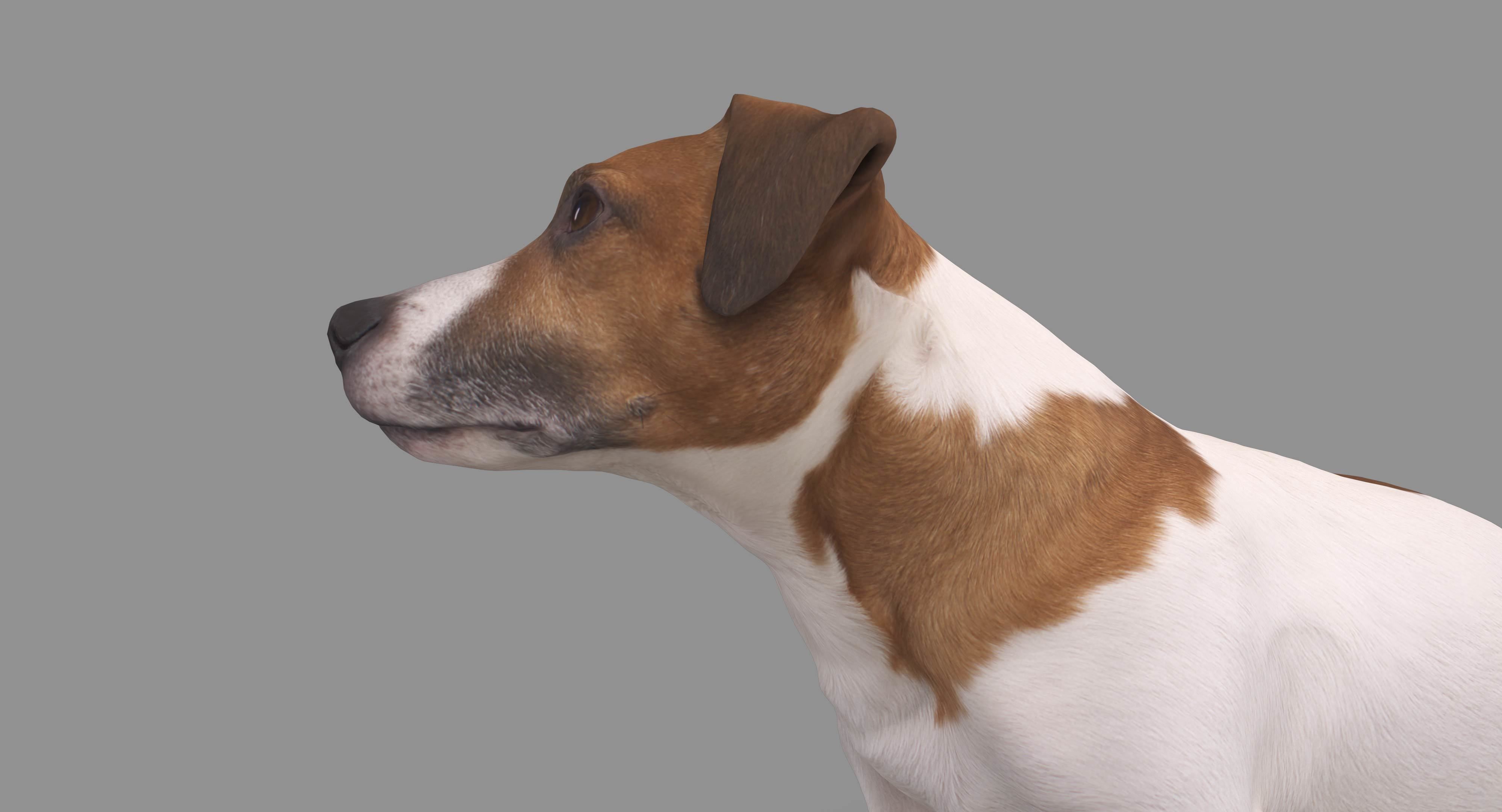 Dog Collection x4 3D model_22