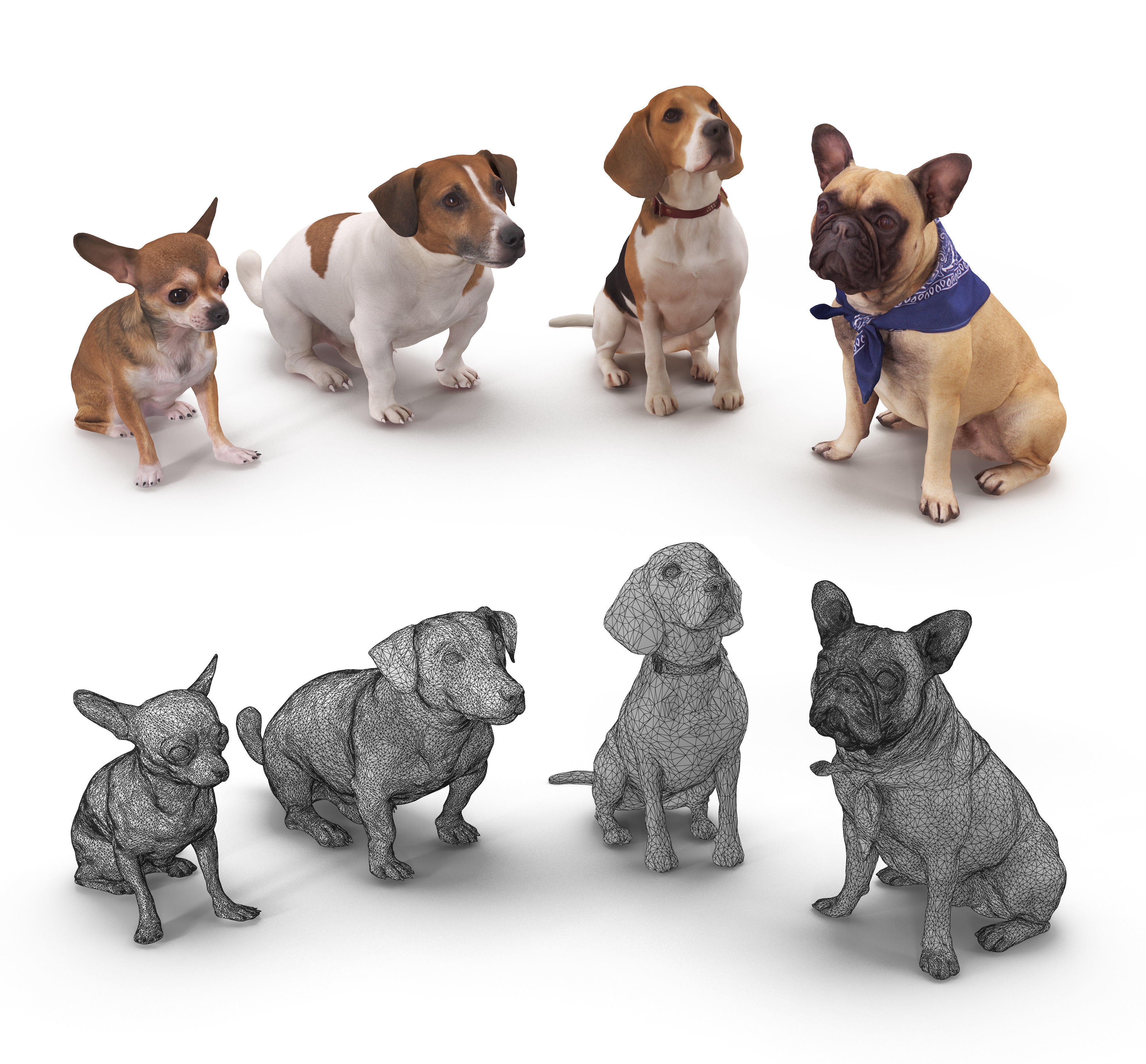 Dog Collection x4 3D model_5