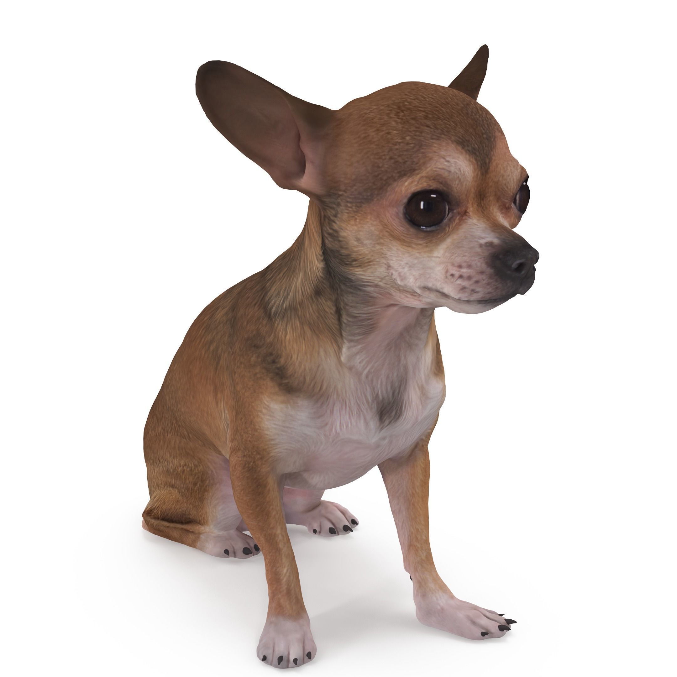 Dog Collection x4 3D model_26