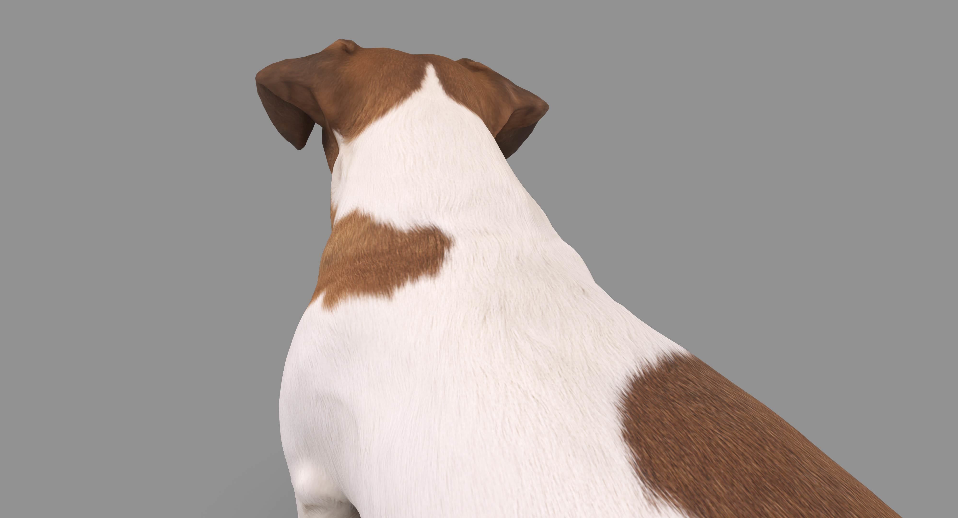 Dog Collection x4 3D model_20