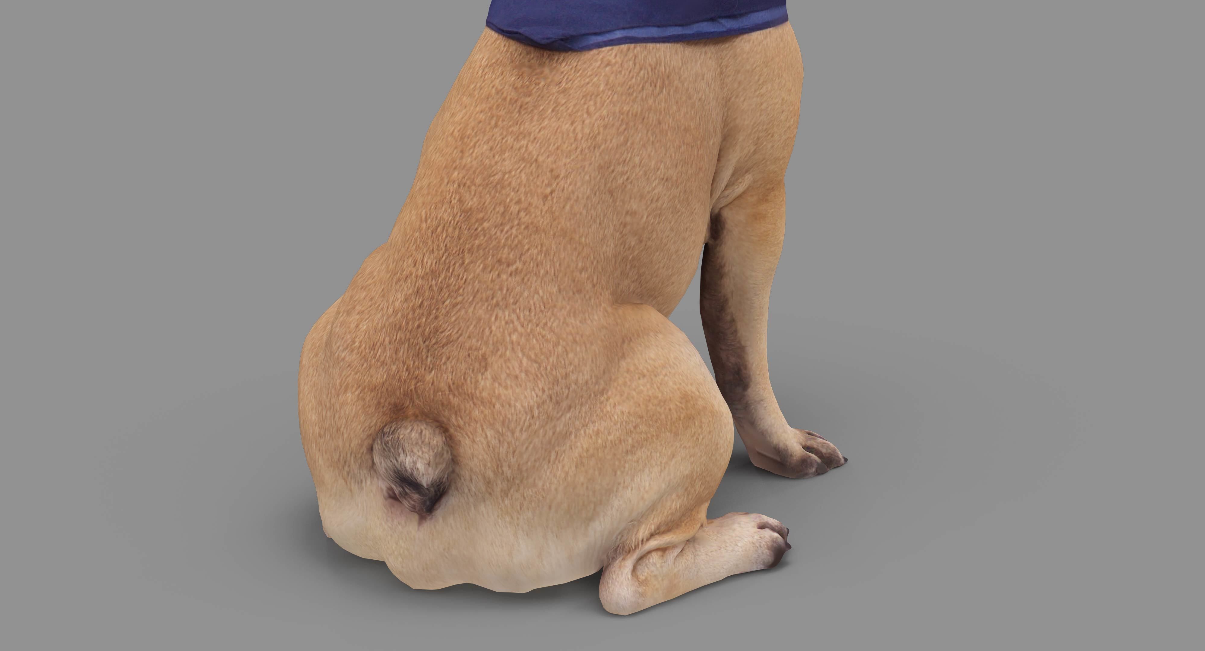 Dog Collection x4 3D model_38